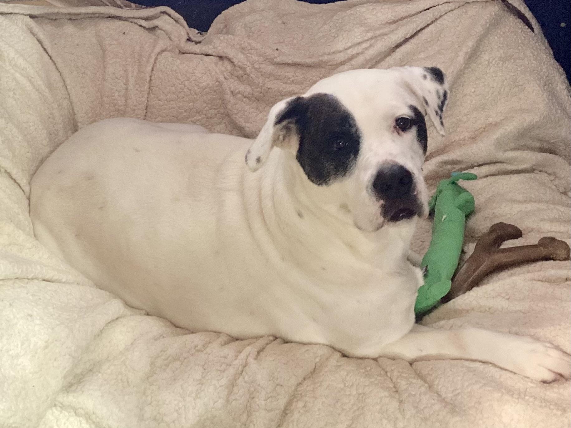 Harley, a Adoptable mixed breed in Sandusky, MI image 2/6