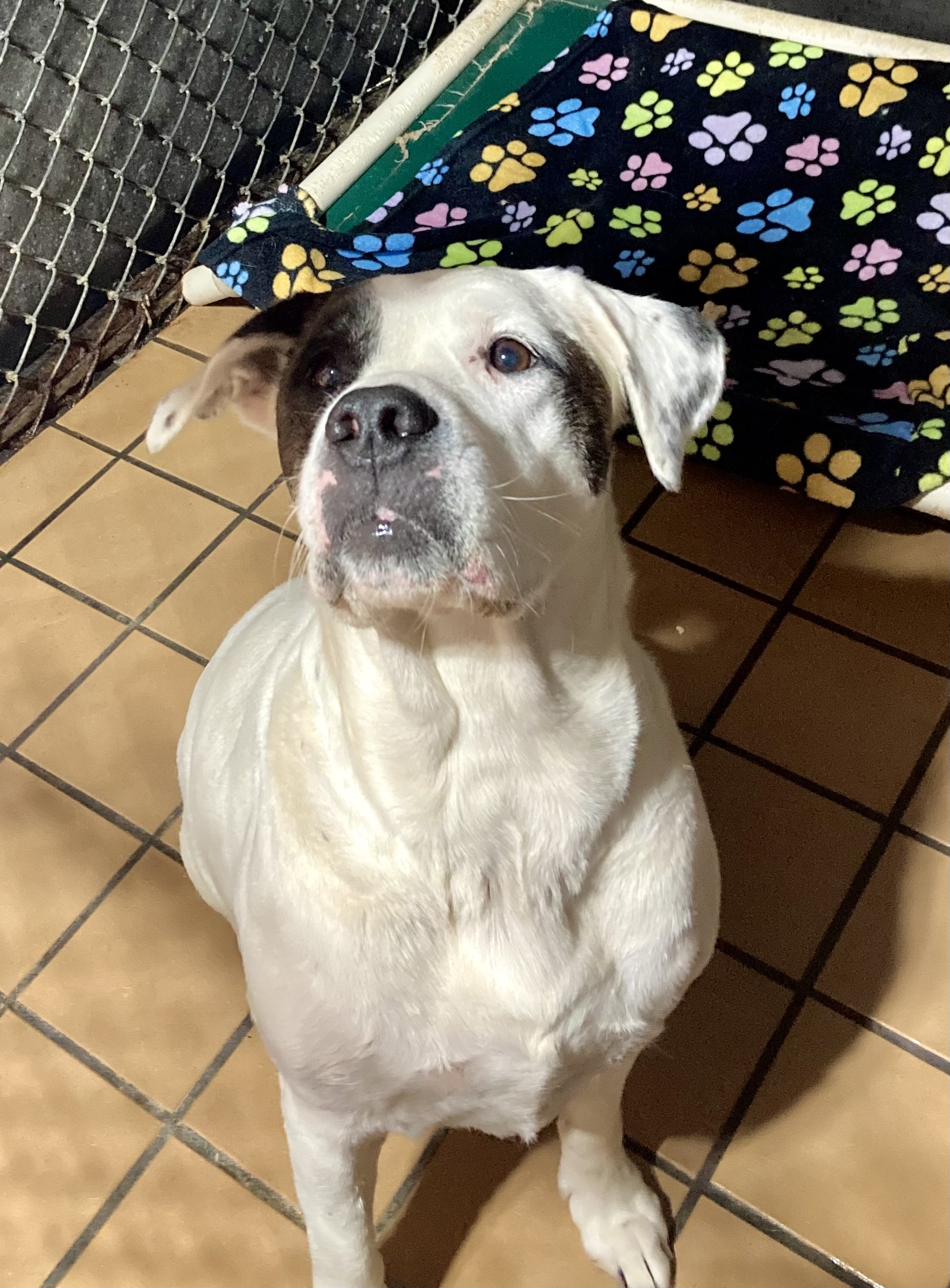 Harley, a Adoptable mixed breed in Sandusky, MI image 6/6