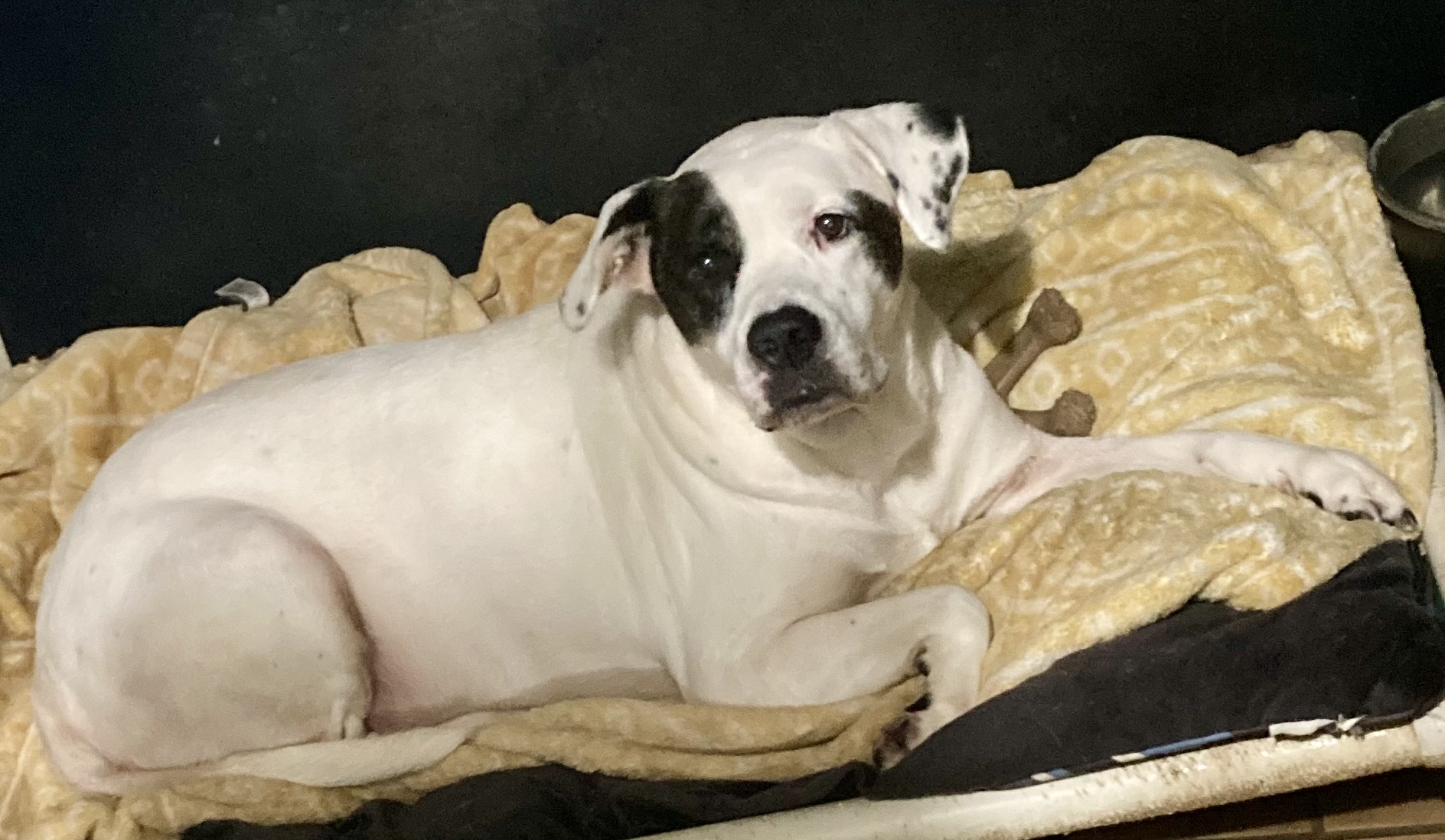 Harley, Adoptable, Adult Female Boxer & American Bulldog.