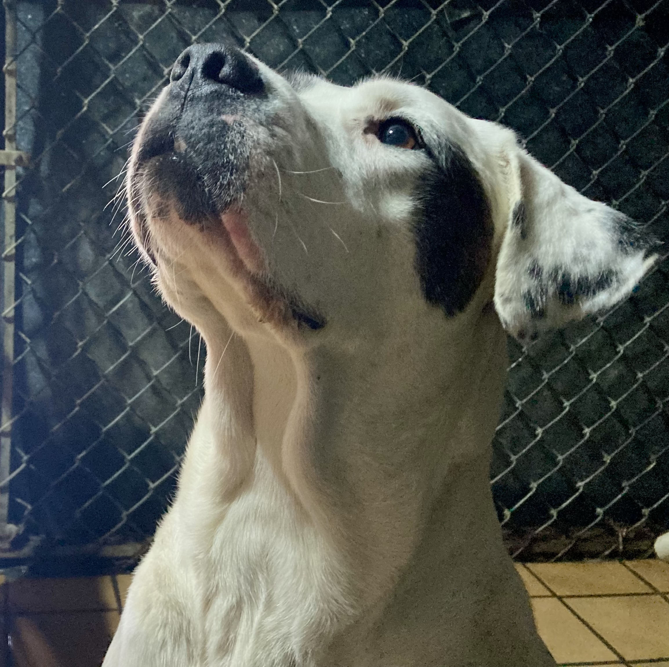 Harley, a Adoptable mixed breed in Sandusky, MI image 5/6