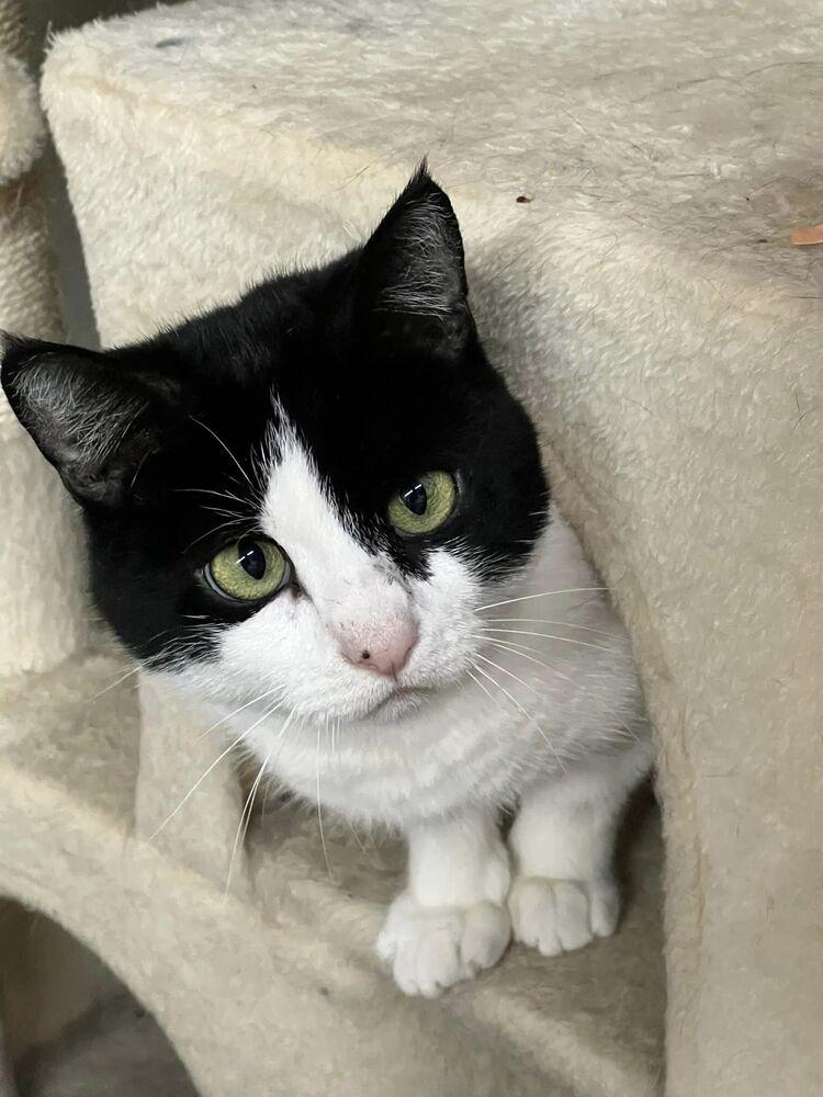 Tinkerbell, Adoptable, Adult Female Domestic Short Hair.