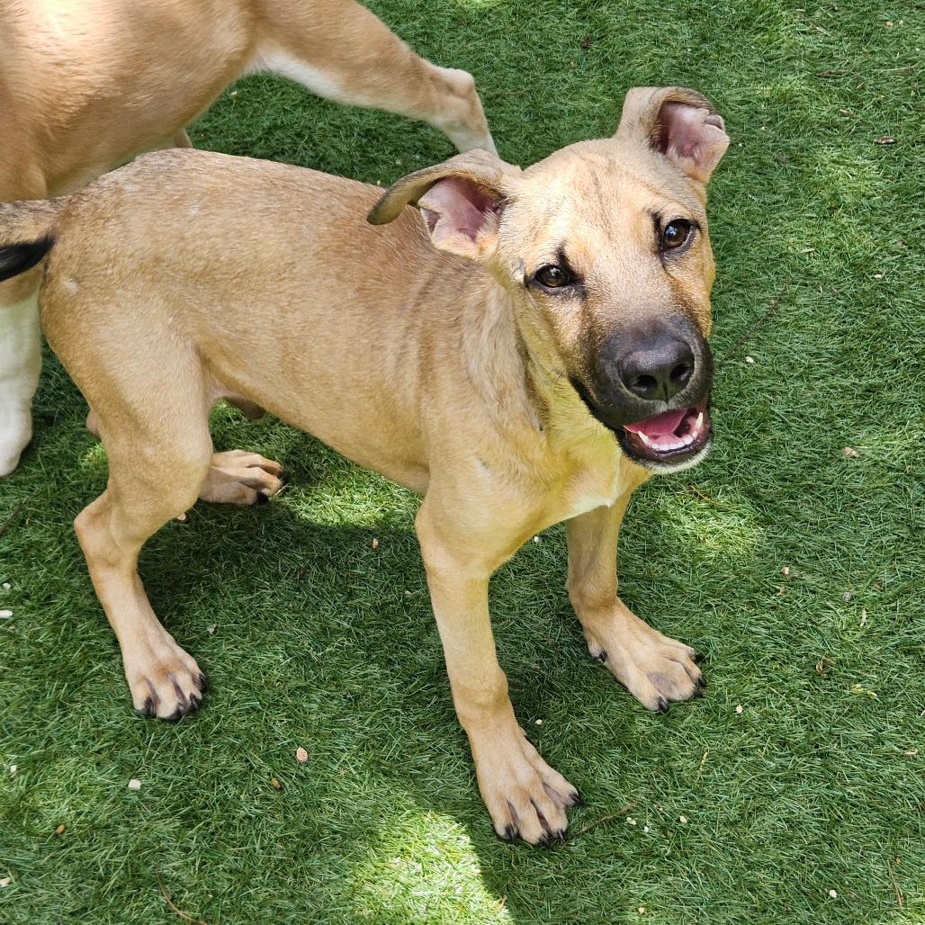 Tucker FJ, Baby Male German Shepherd Dog