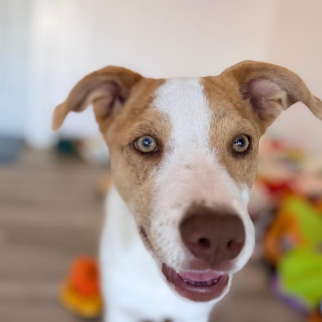 Enlarge Lucia, a Adoptable mixed breed in Green Bay, WI image 1/5