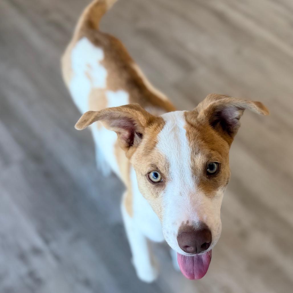 Enlarge Lucia, a Adoptable mixed breed in Green Bay, WI image 3/5