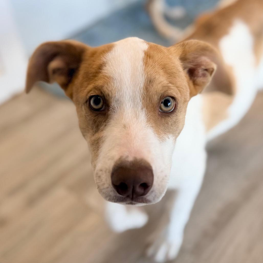 Enlarge Lucia, a Adoptable mixed breed in Green Bay, WI image 4/5