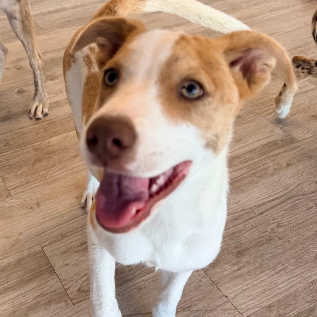 Enlarge Lucia, a Adoptable mixed breed in Green Bay, WI image 5/5