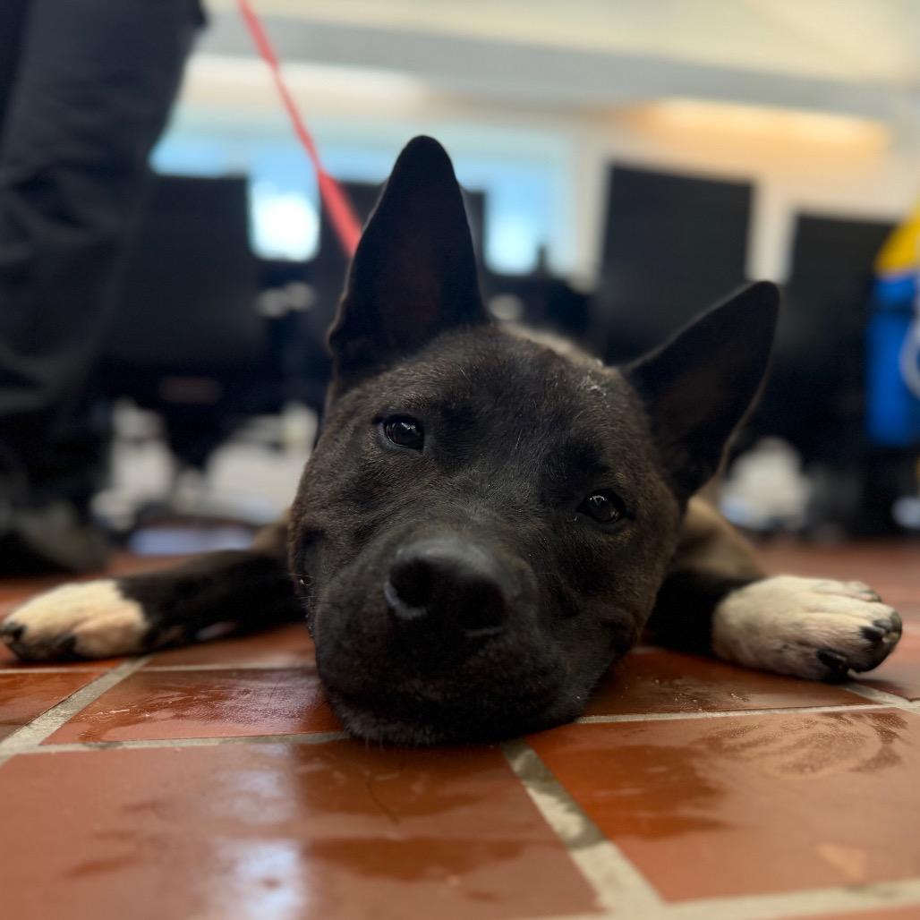 "Groot", a Adoptable mixed breed in Perkiomenville, PA image 2/6