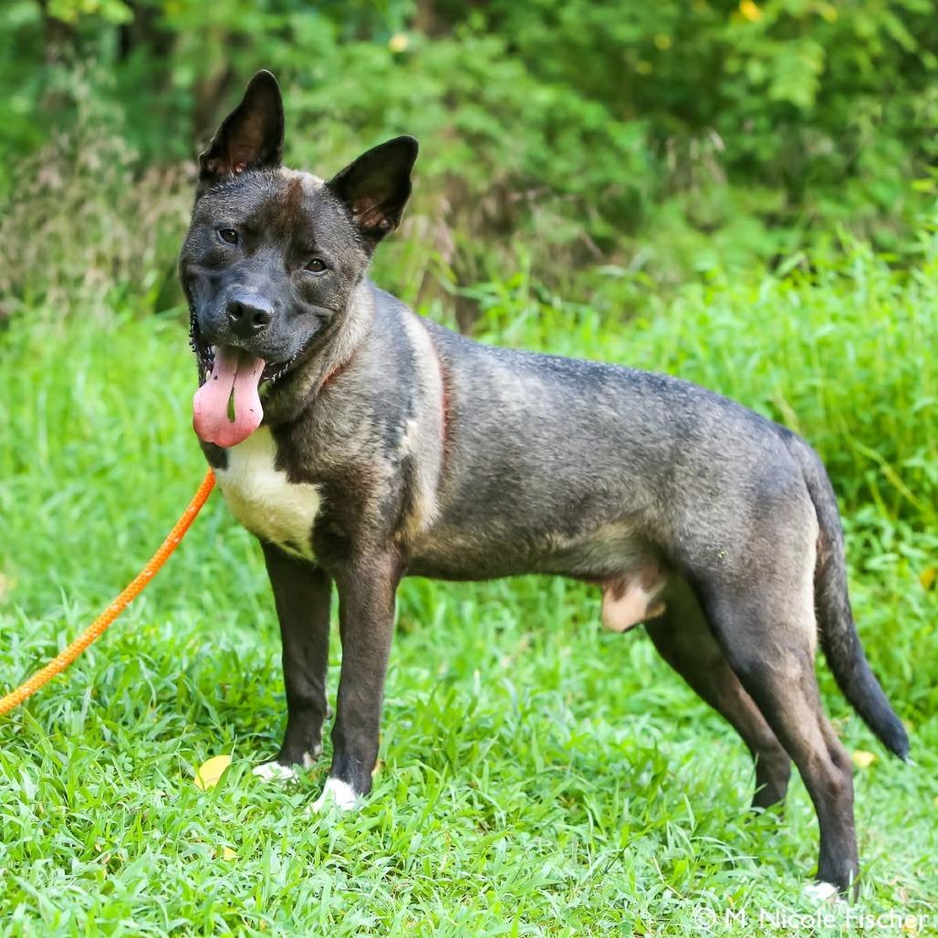 "Groot", a Adoptable mixed breed in Conshohocken, PA image 6/6