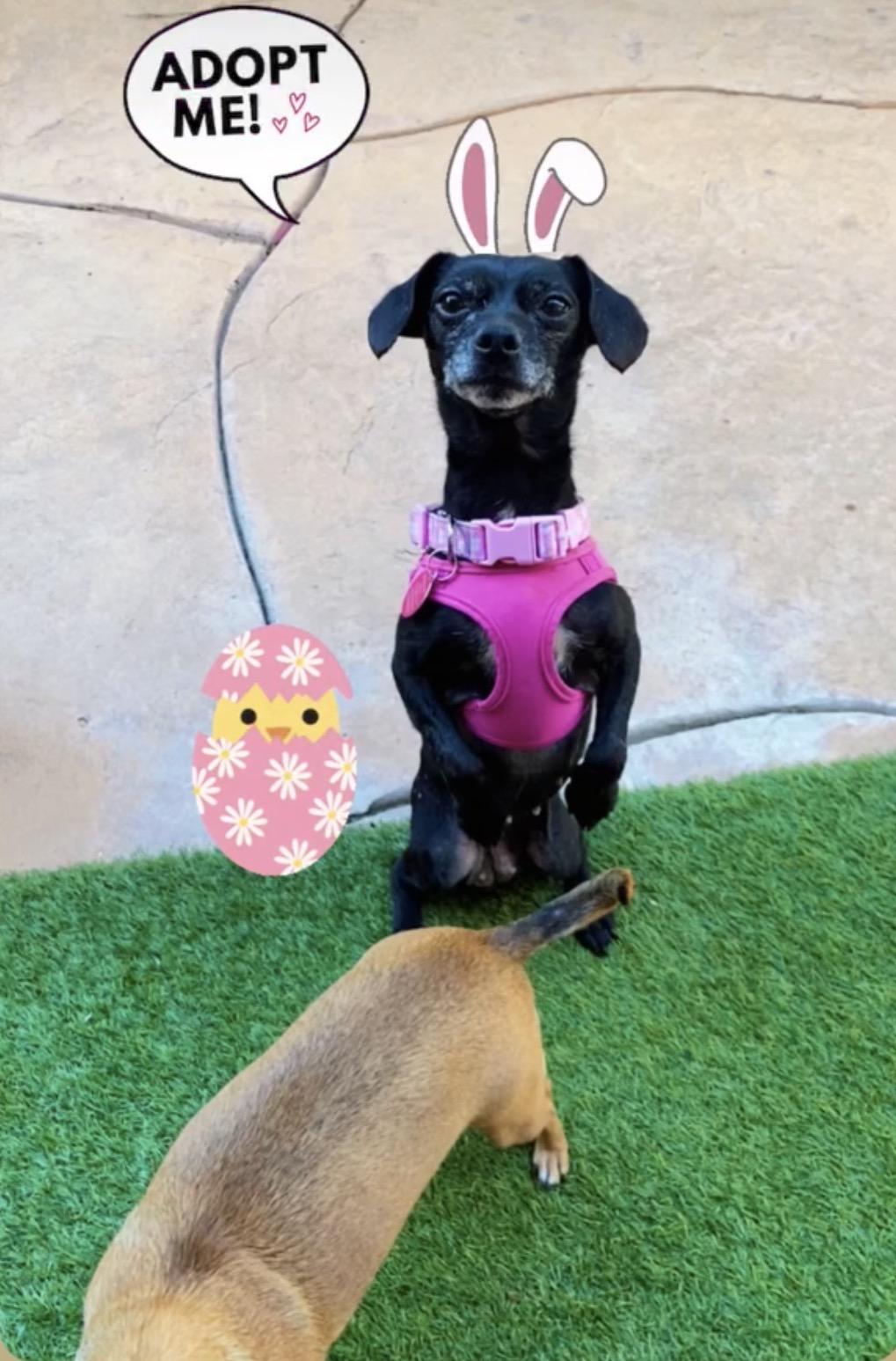 Trudy, a ADOPTABLE Chihuahua in West Hollywood, CA image 1/5