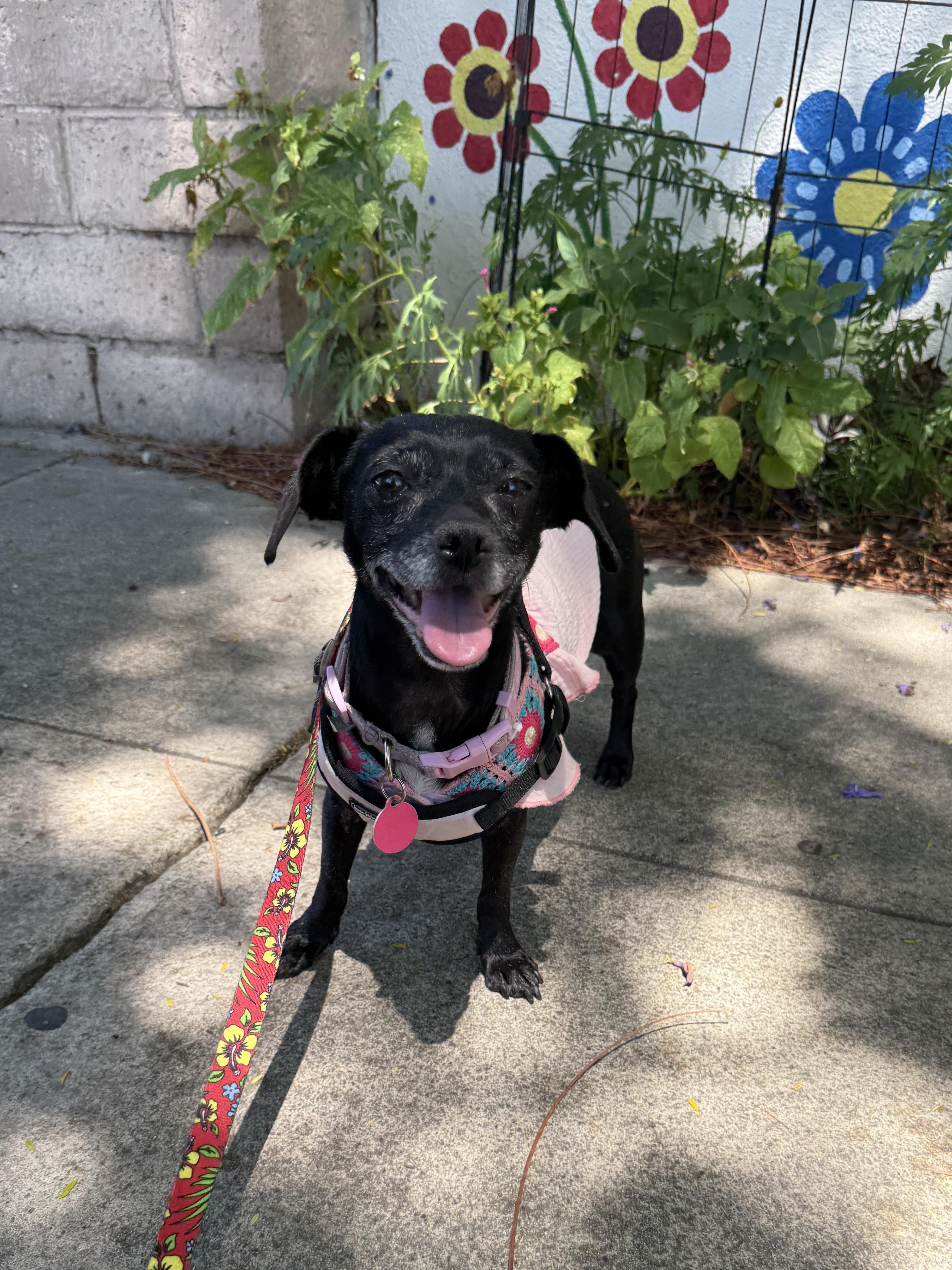 Enlarge Trudy, a Adoptable Chihuahua in West Hollywood, CA image 3/6