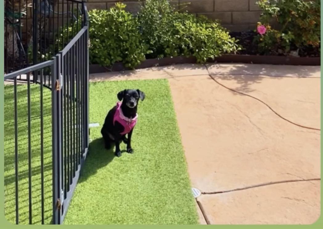 Trudy, a ADOPTABLE Chihuahua in West Hollywood, CA image 5/5