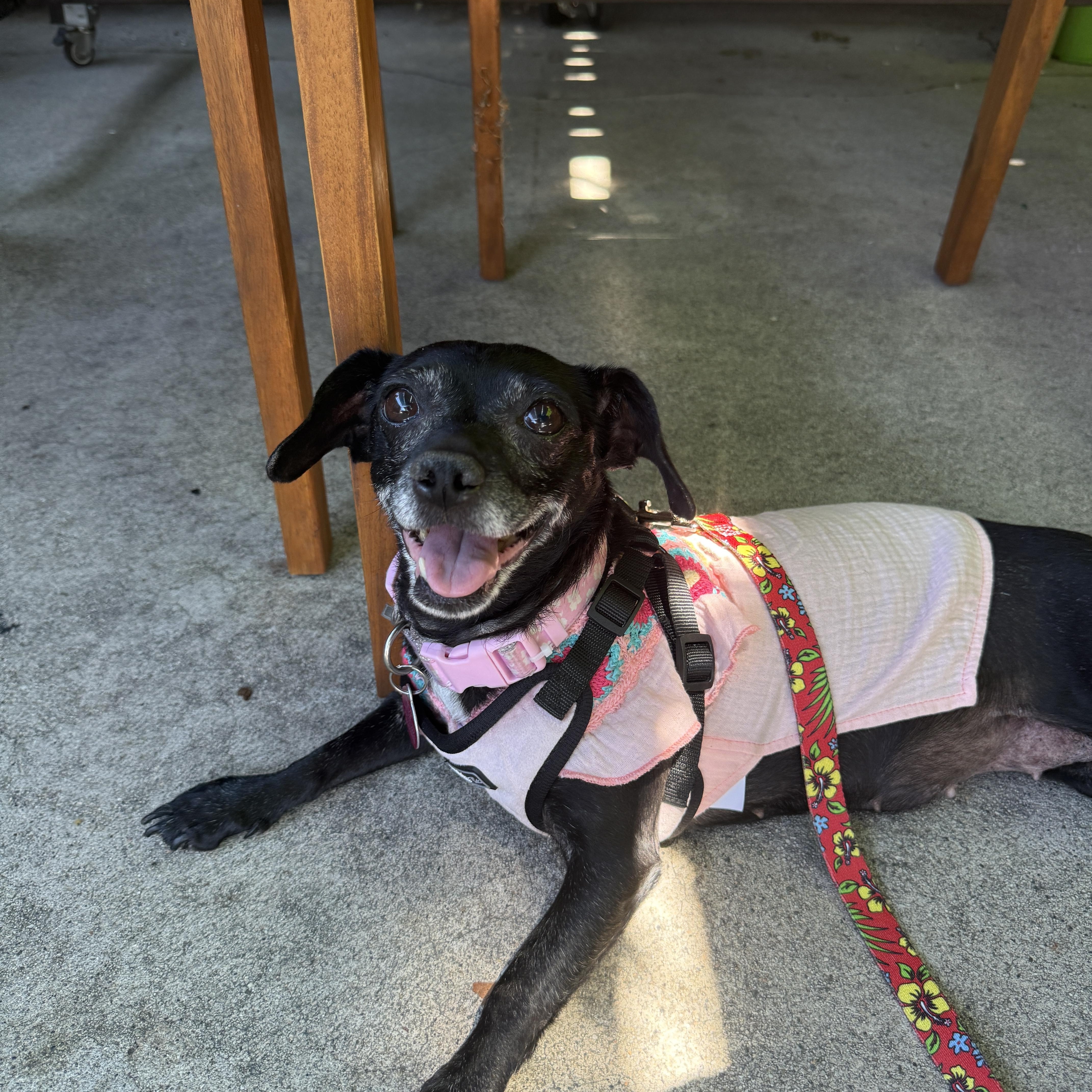 Enlarge Trudy, a Adoptable Chihuahua in West Hollywood, CA image 2/6