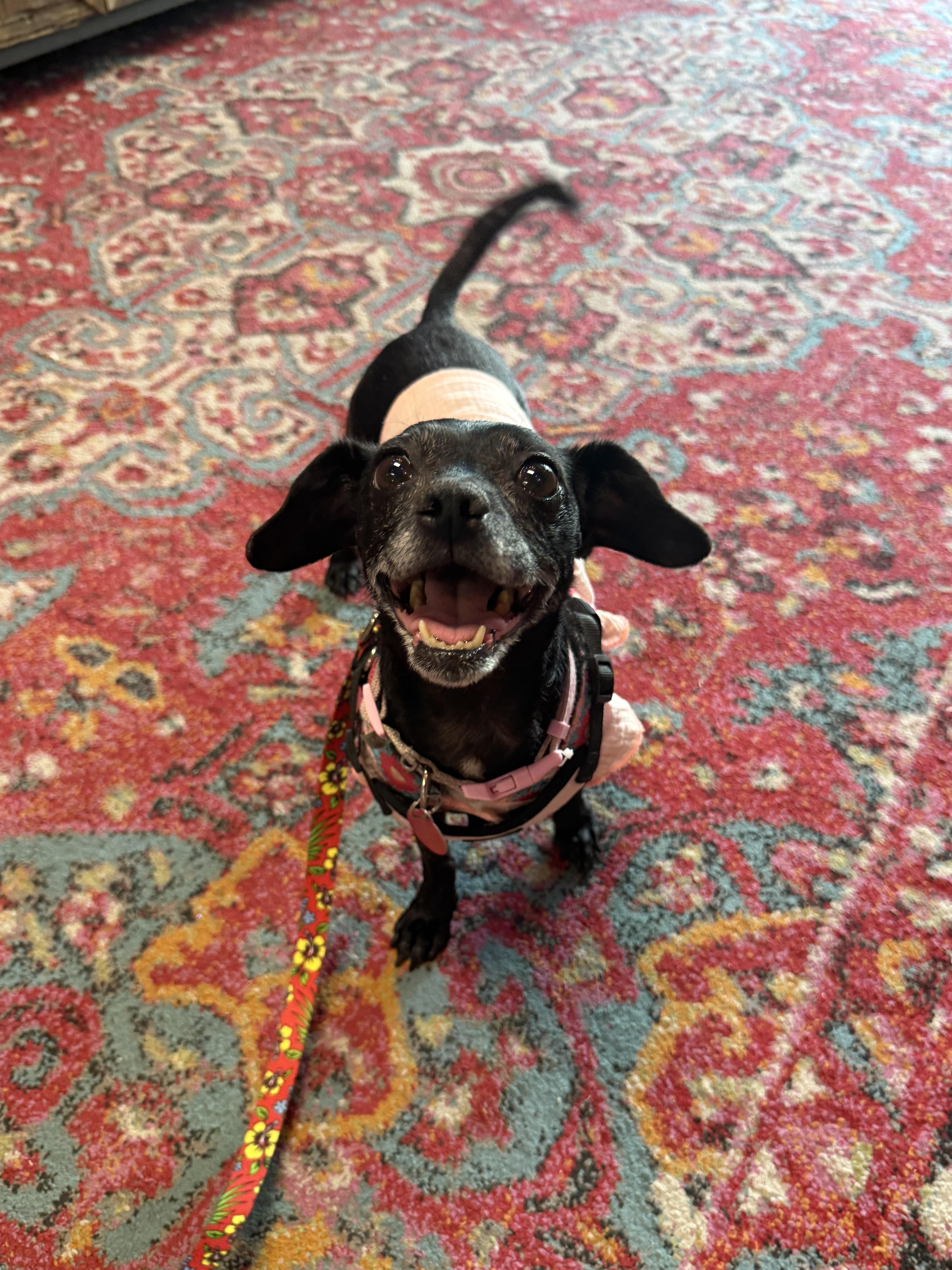 Enlarge Trudy, a Adoptable Chihuahua in West Hollywood, CA image 4/6