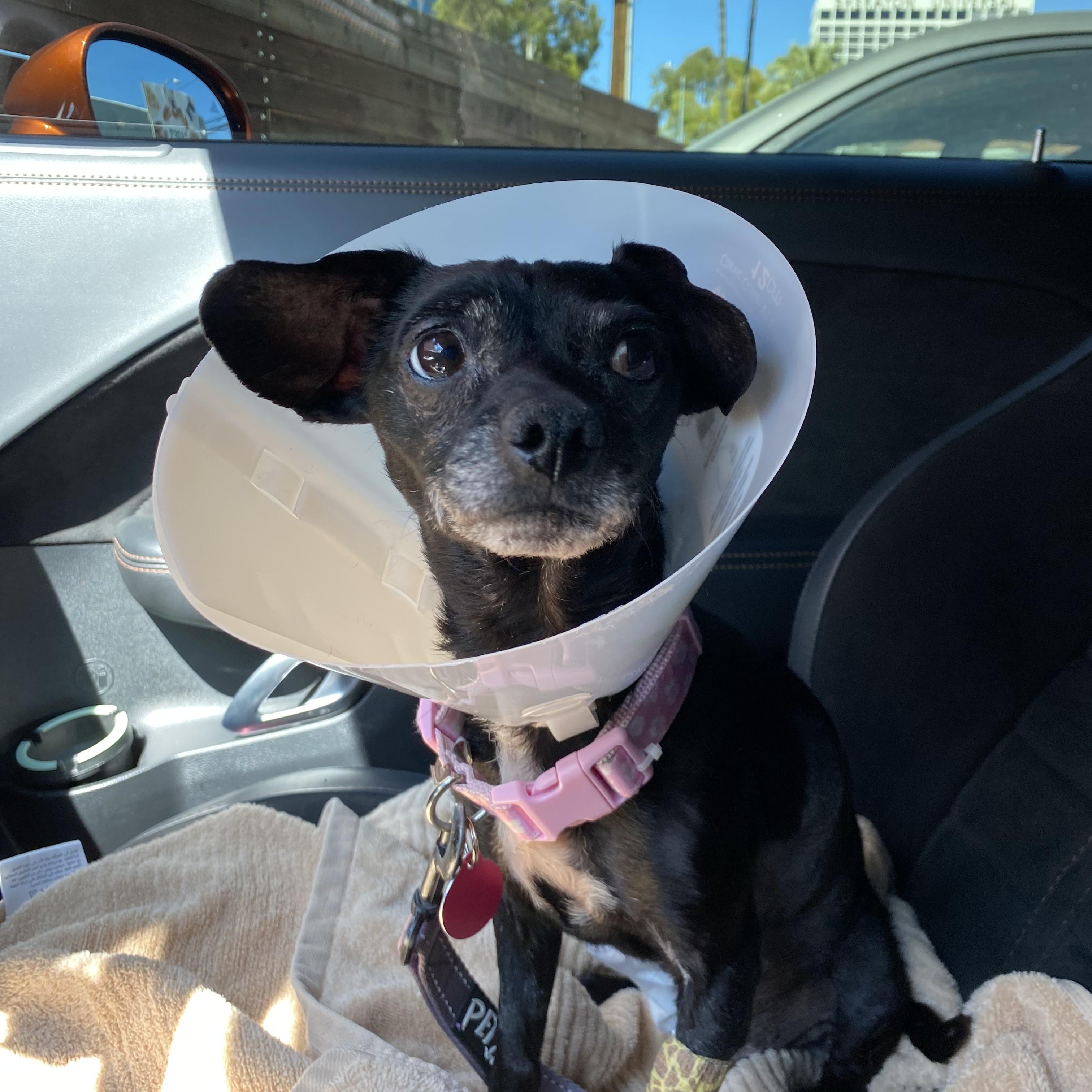 Trudy, a ADOPTABLE Chihuahua in West Hollywood, CA image 4/5