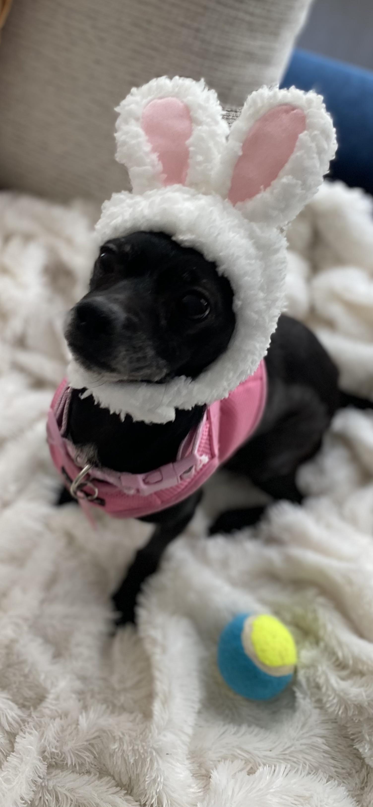 Trudy, a ADOPTABLE Chihuahua in West Hollywood, CA image 3/5