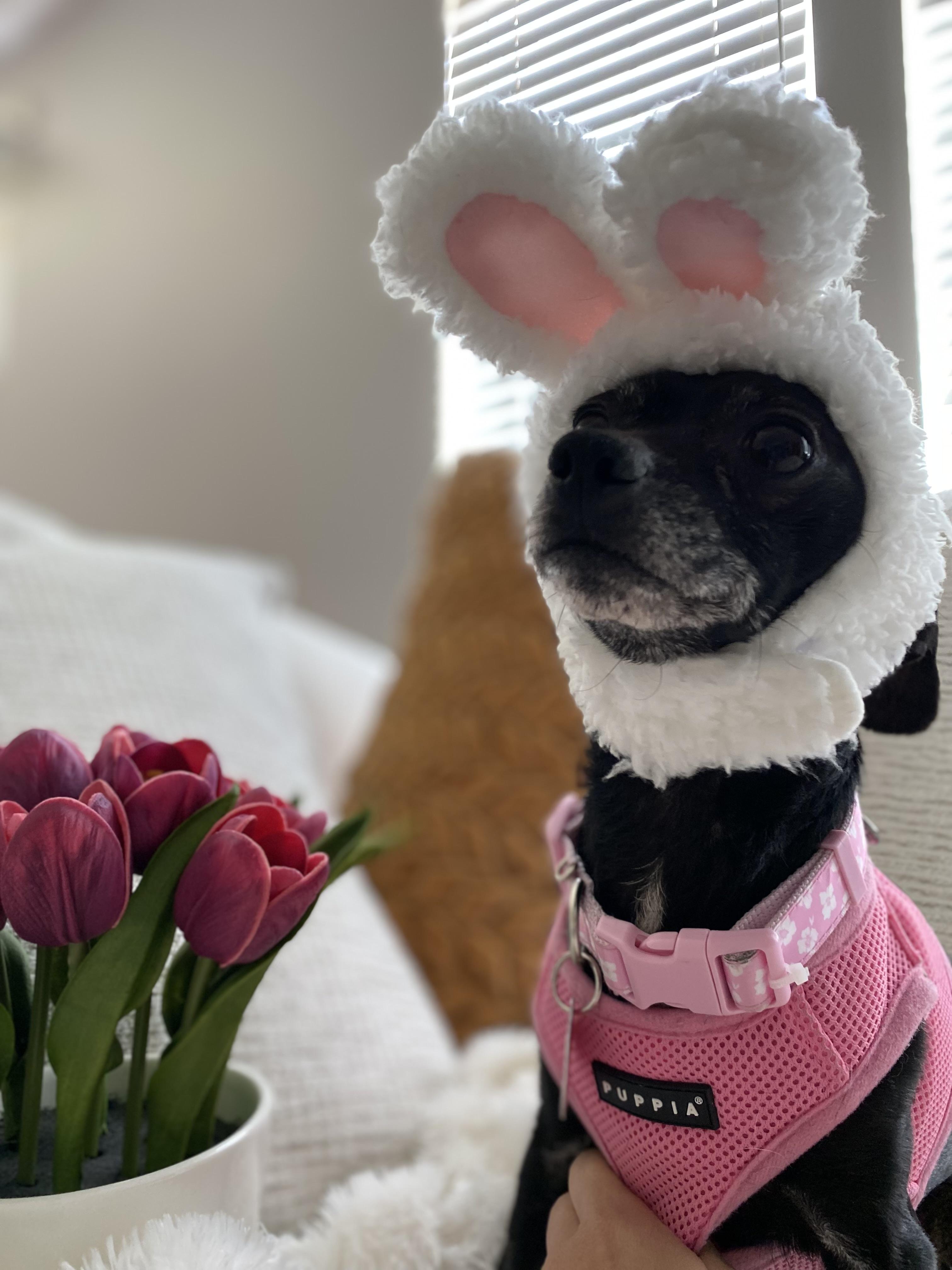 Trudy, a ADOPTABLE Chihuahua in West Hollywood, CA image 2/5