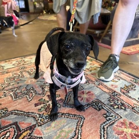 Enlarge Trudy, a Adoptable Chihuahua in West Hollywood, CA image 6/6