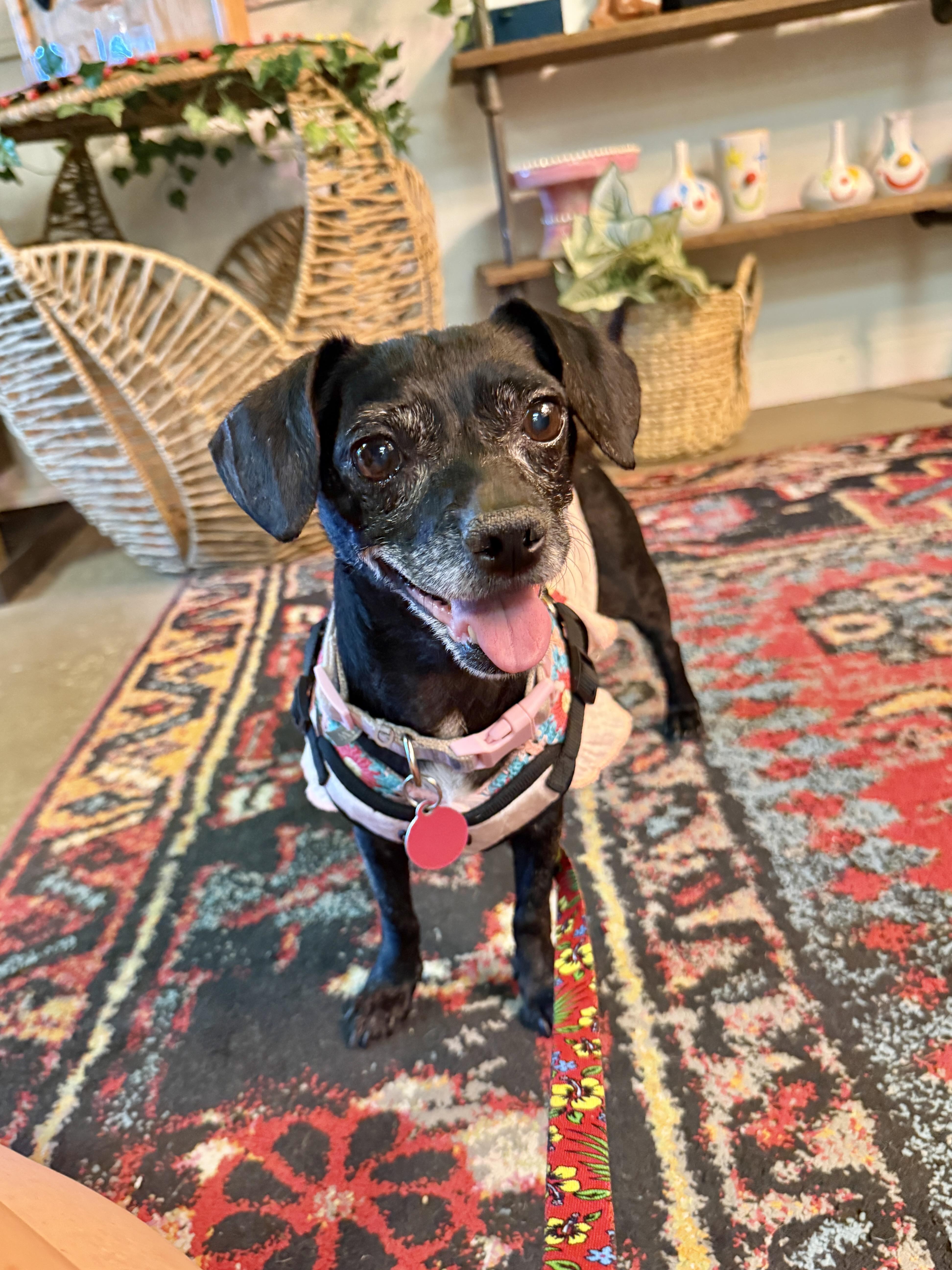 Enlarge Trudy, a Adoptable Chihuahua in West Hollywood, CA image 1/6