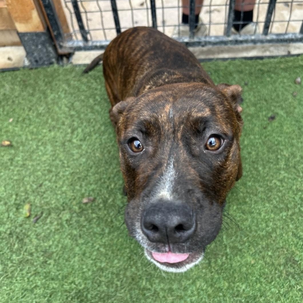 Enlarge Rex, a ADOPTABLE mixed breed in Seabrook, NH image 4/4