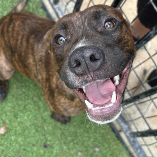 Enlarge Rex, a ADOPTABLE mixed breed in Seabrook, NH image 3/4