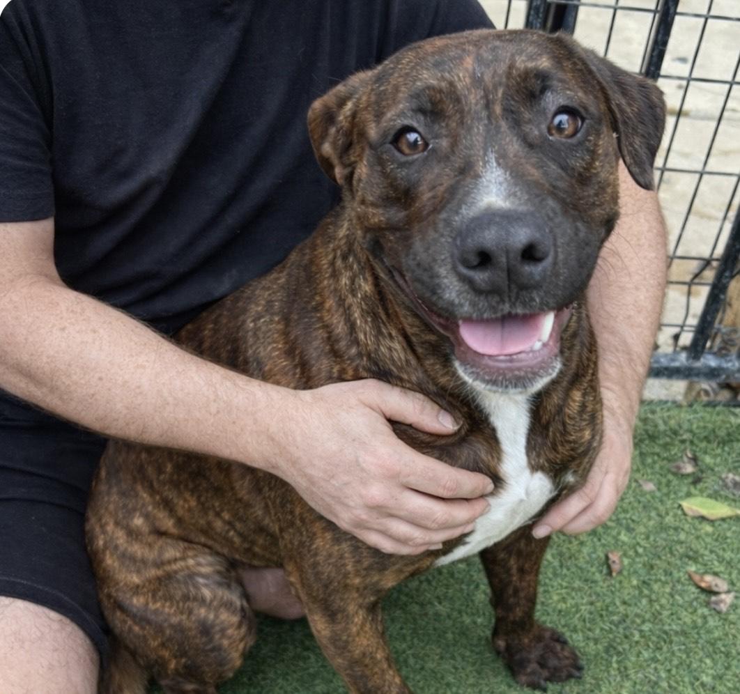 Enlarge Rex, a ADOPTABLE mixed breed in Seabrook, NH image 1/4