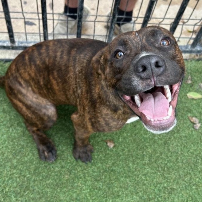 Enlarge Rex, a ADOPTABLE mixed breed in Seabrook, NH image 2/4