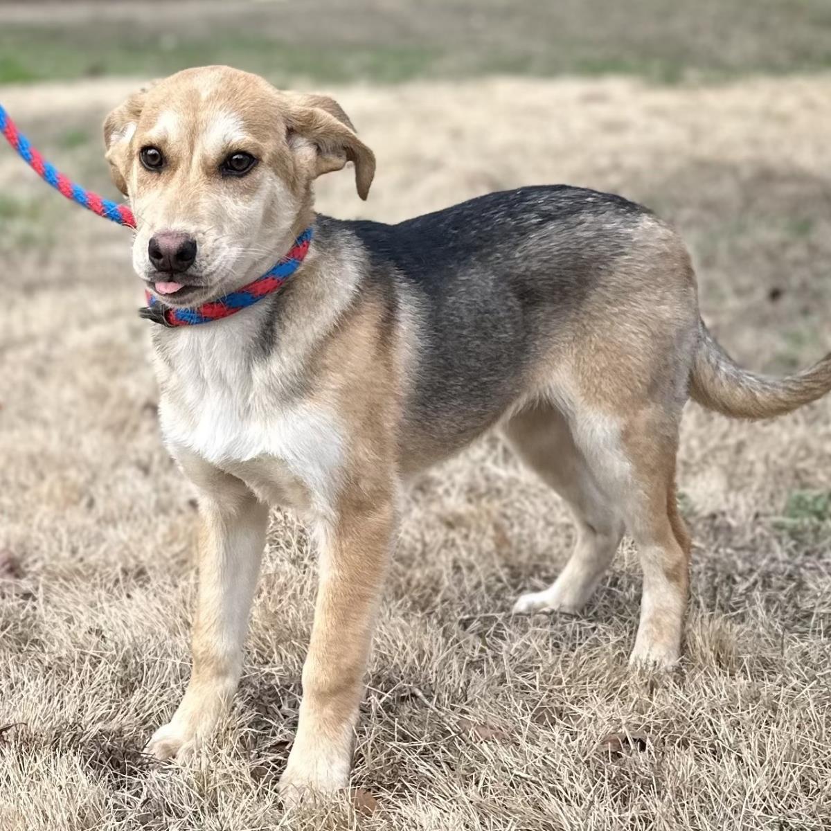 Shawn, a Adoptable Shepherd in Locust Fork, AL image 1/3
