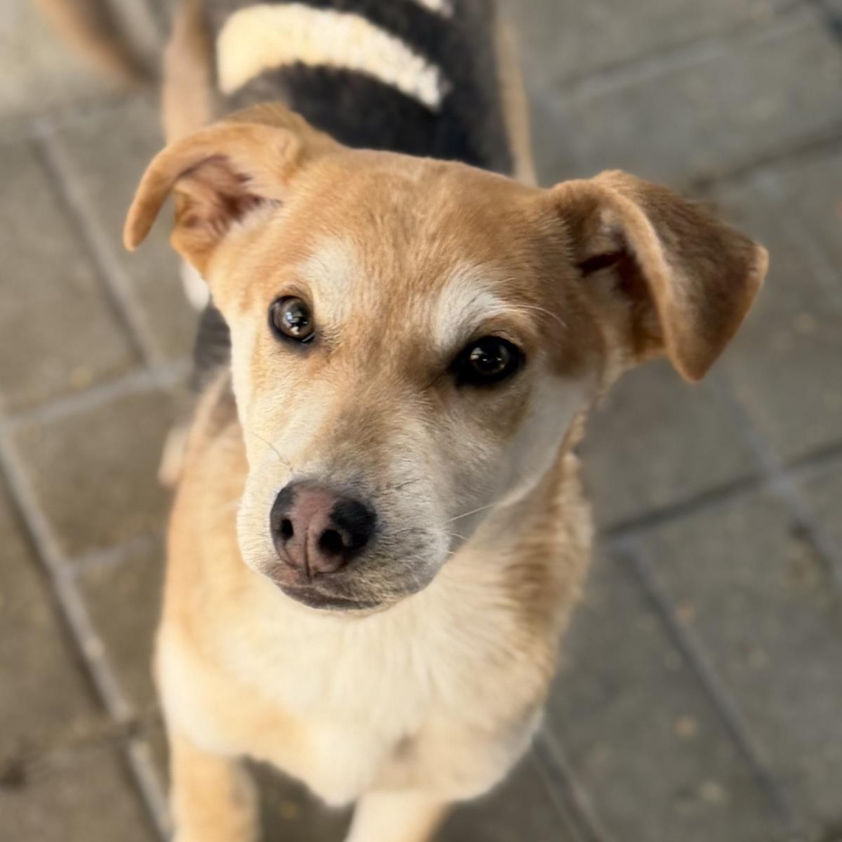 Shawn, a Adoptable Shepherd in Locust Fork, AL image 3/3