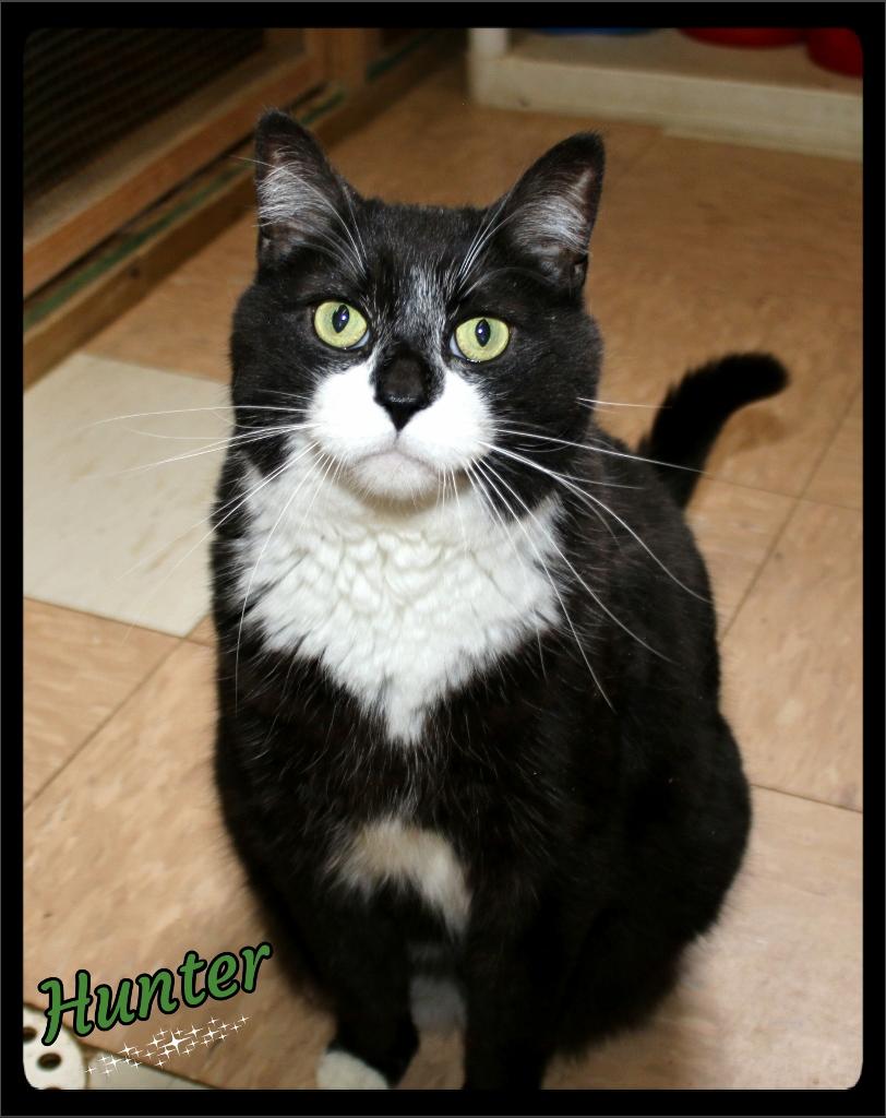 Enlarge Hunter, a ADOPTABLE Tuxedo in Shippenville, PA image 3/4