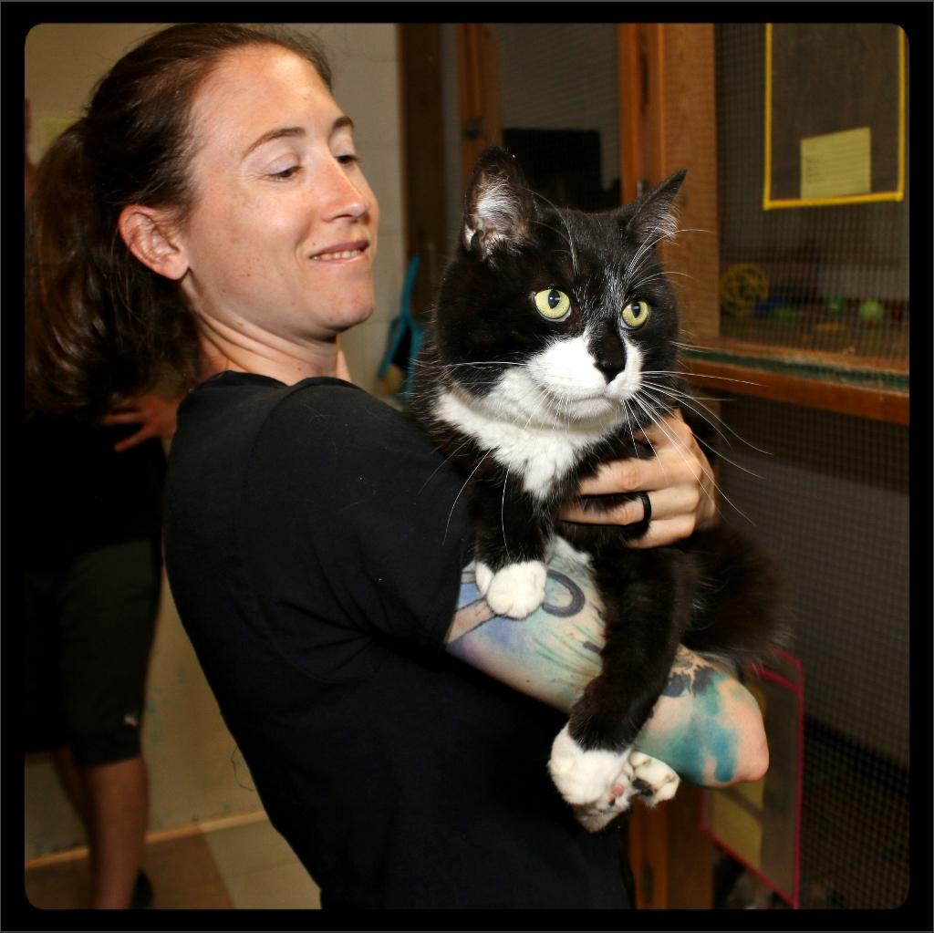 Enlarge Hunter, a ADOPTABLE Tuxedo in Shippenville, PA image 2/4