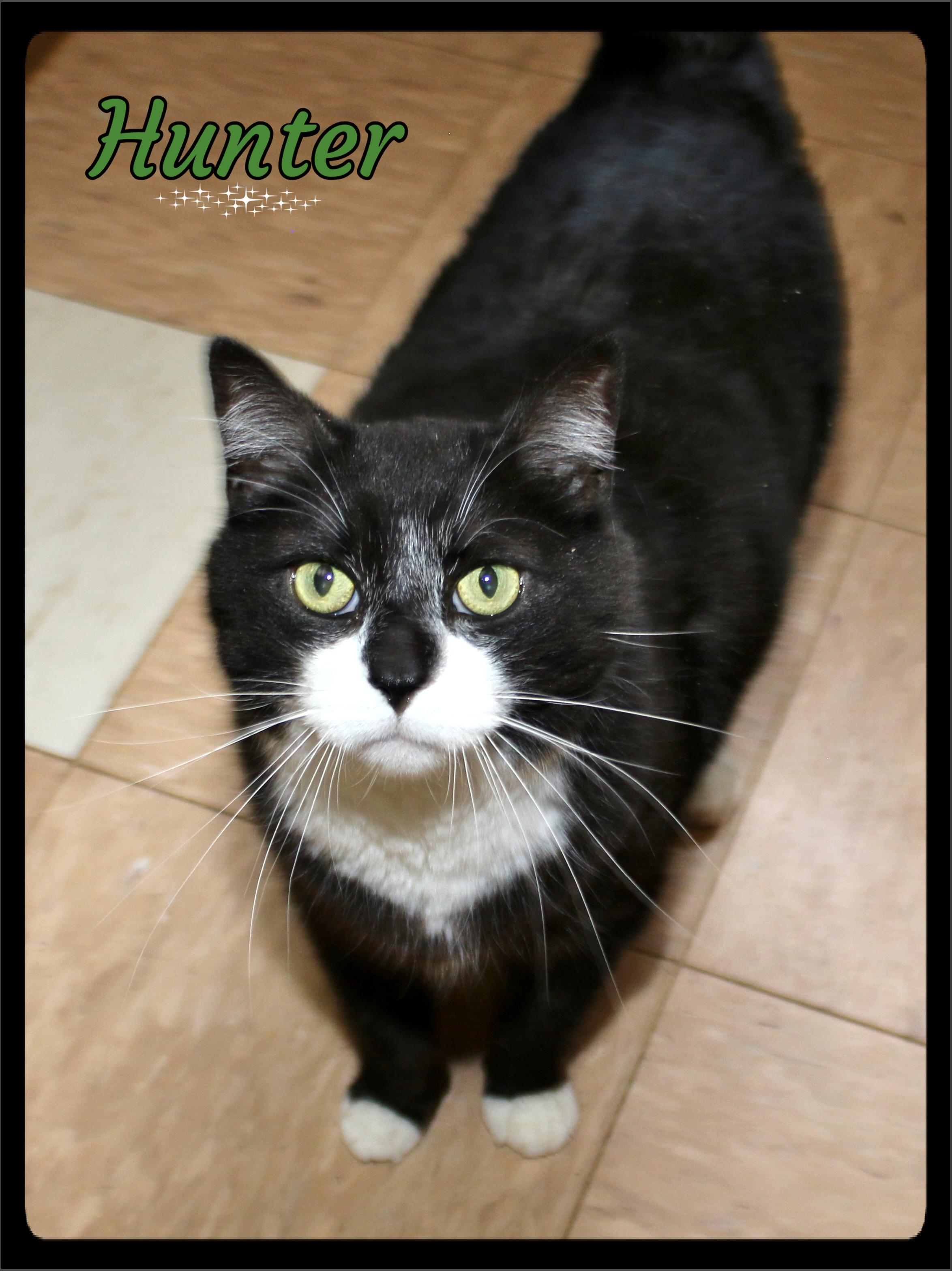 Hunter, ADOPTABLE, Adult Male Tuxedo.