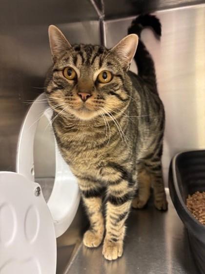 Walnut, Adoptable, Young Male Domestic Short Hair & Domestic Short Hair.