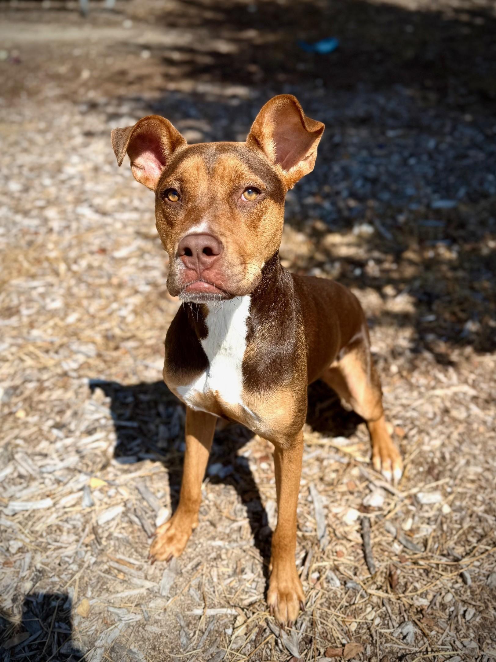 Enlarge Riley, a Adoptable Bull Terrier in Comfort, TX image 1/6