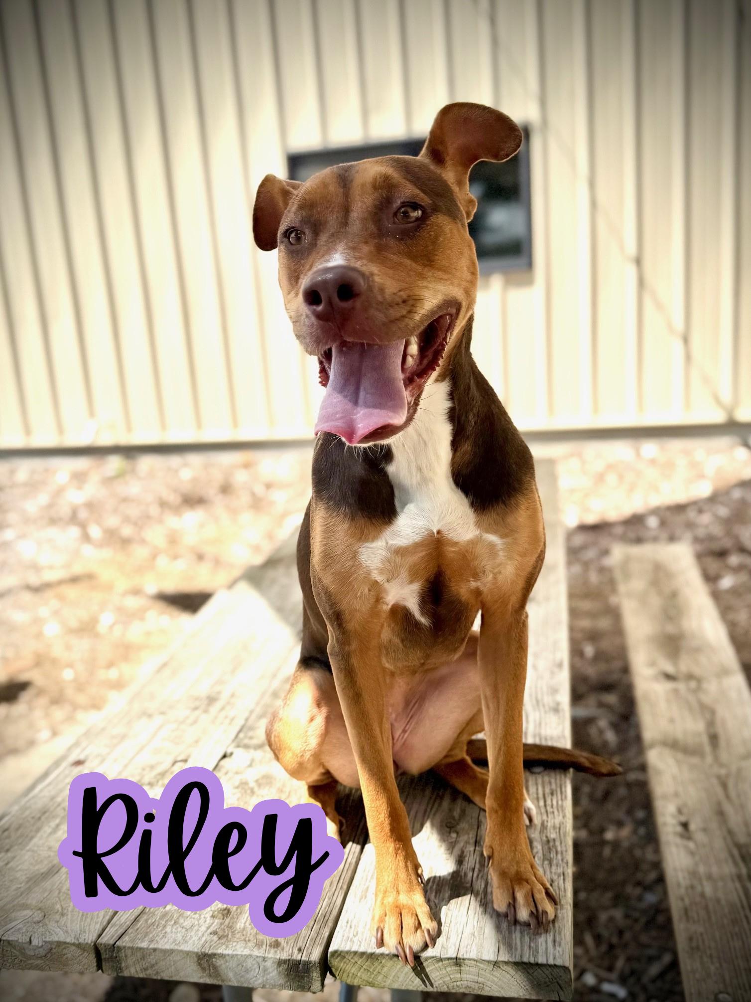 Enlarge Riley, a Adoptable Bull Terrier in Comfort, TX image 2/6