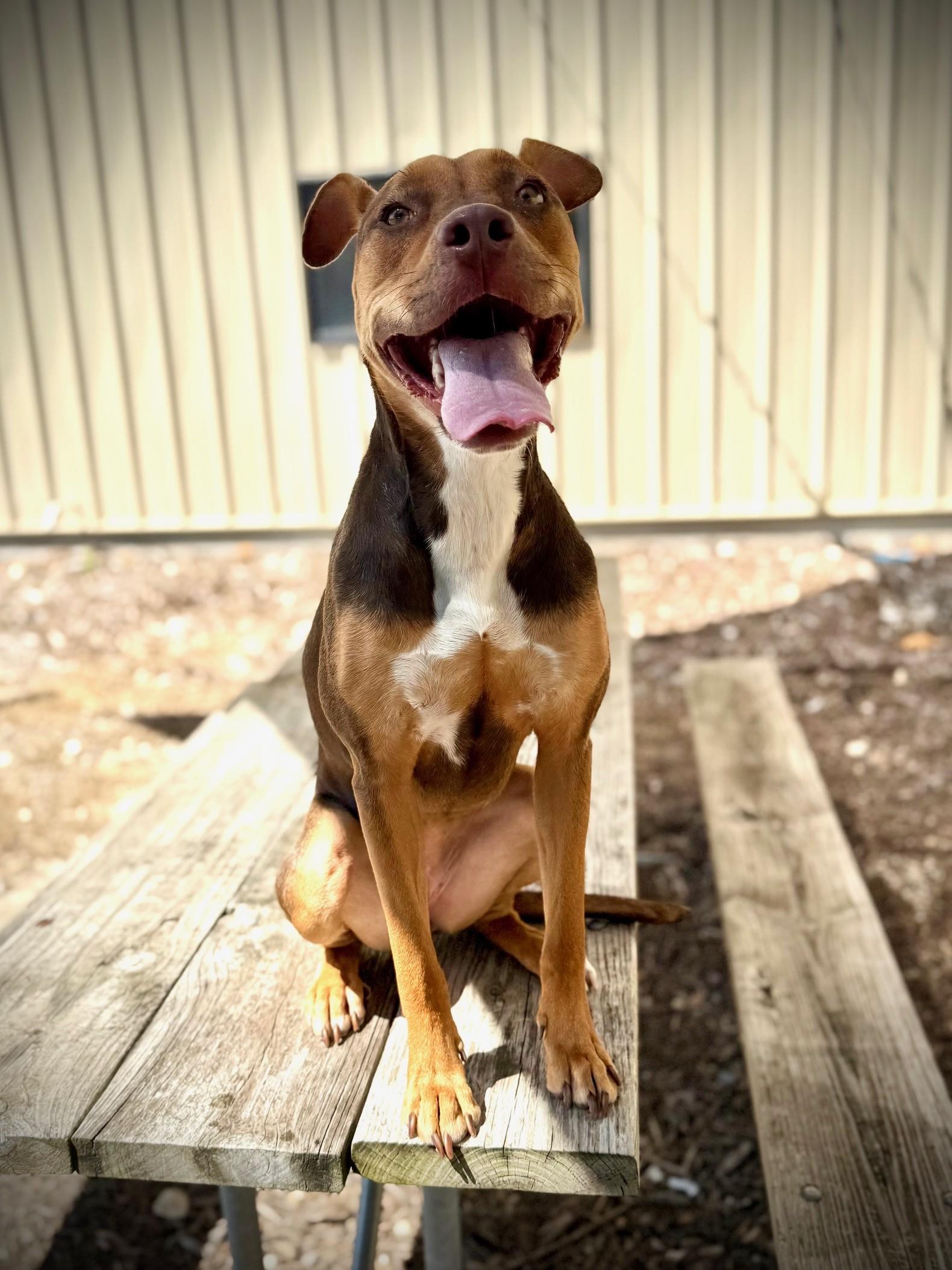 Enlarge Riley, a Adoptable Bull Terrier in Comfort, TX image 3/6