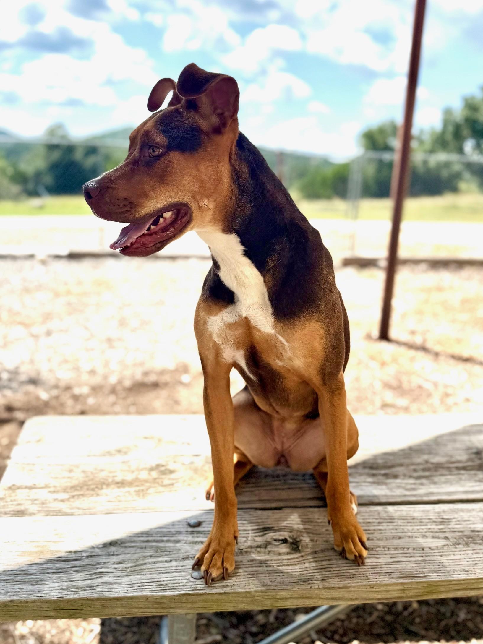 Enlarge Riley, a Adoptable Bull Terrier in Comfort, TX image 4/6