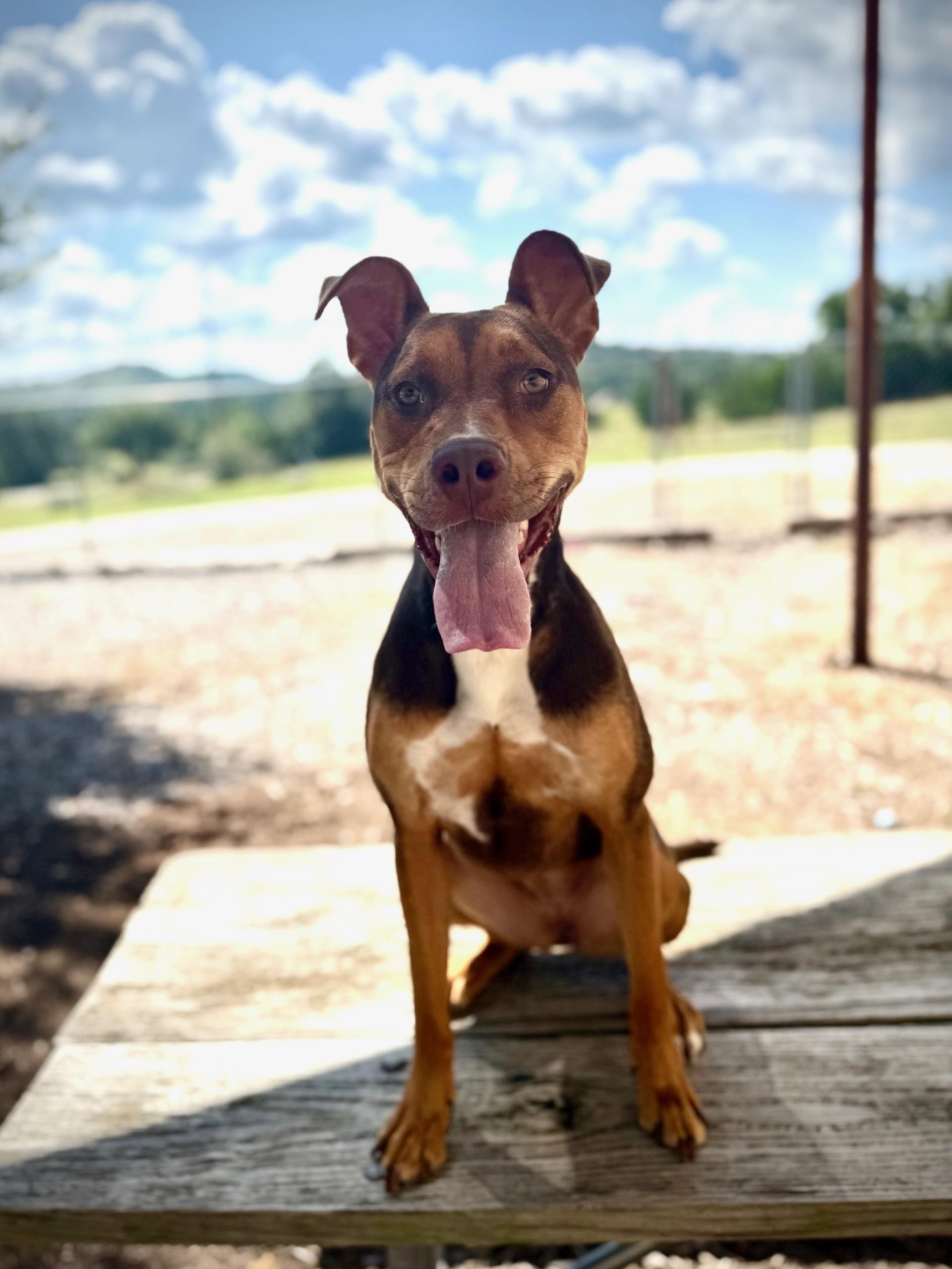 Enlarge Riley, a Adoptable Bull Terrier in Comfort, TX image 5/6