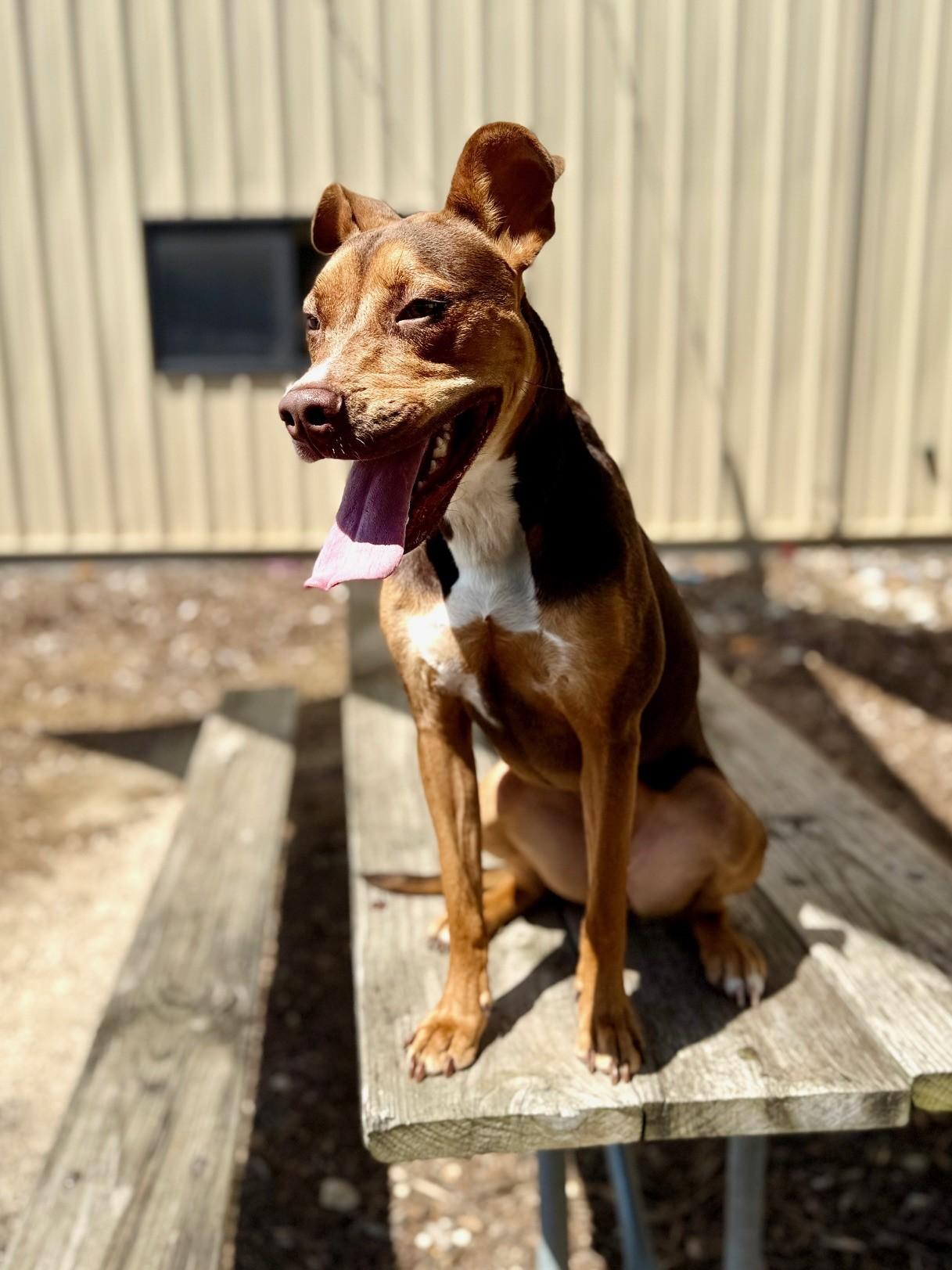 Enlarge Riley, a Adoptable Bull Terrier in Comfort, TX image 6/6