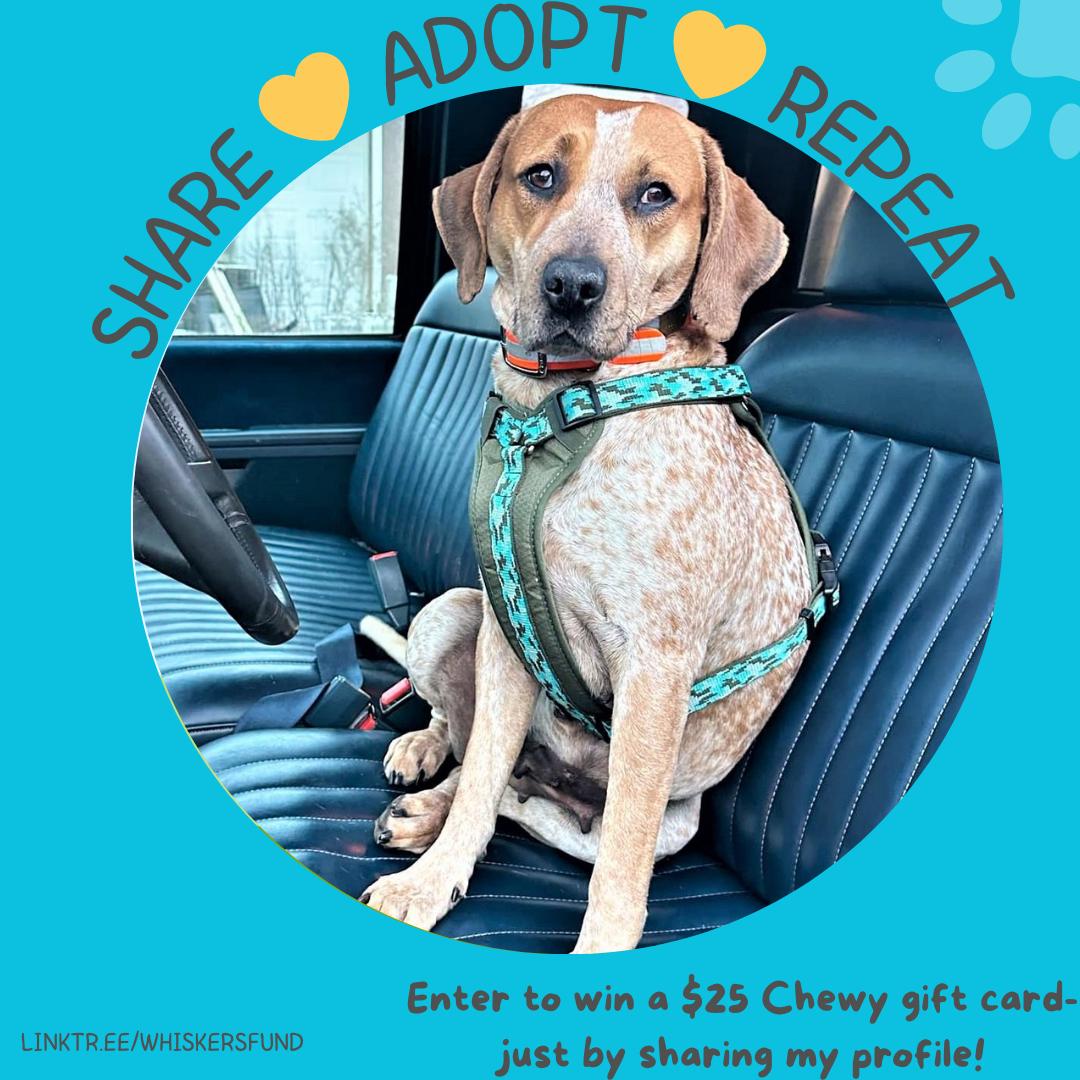 DOLLY, a Adoptable Hound in Boston, MA image 1/6