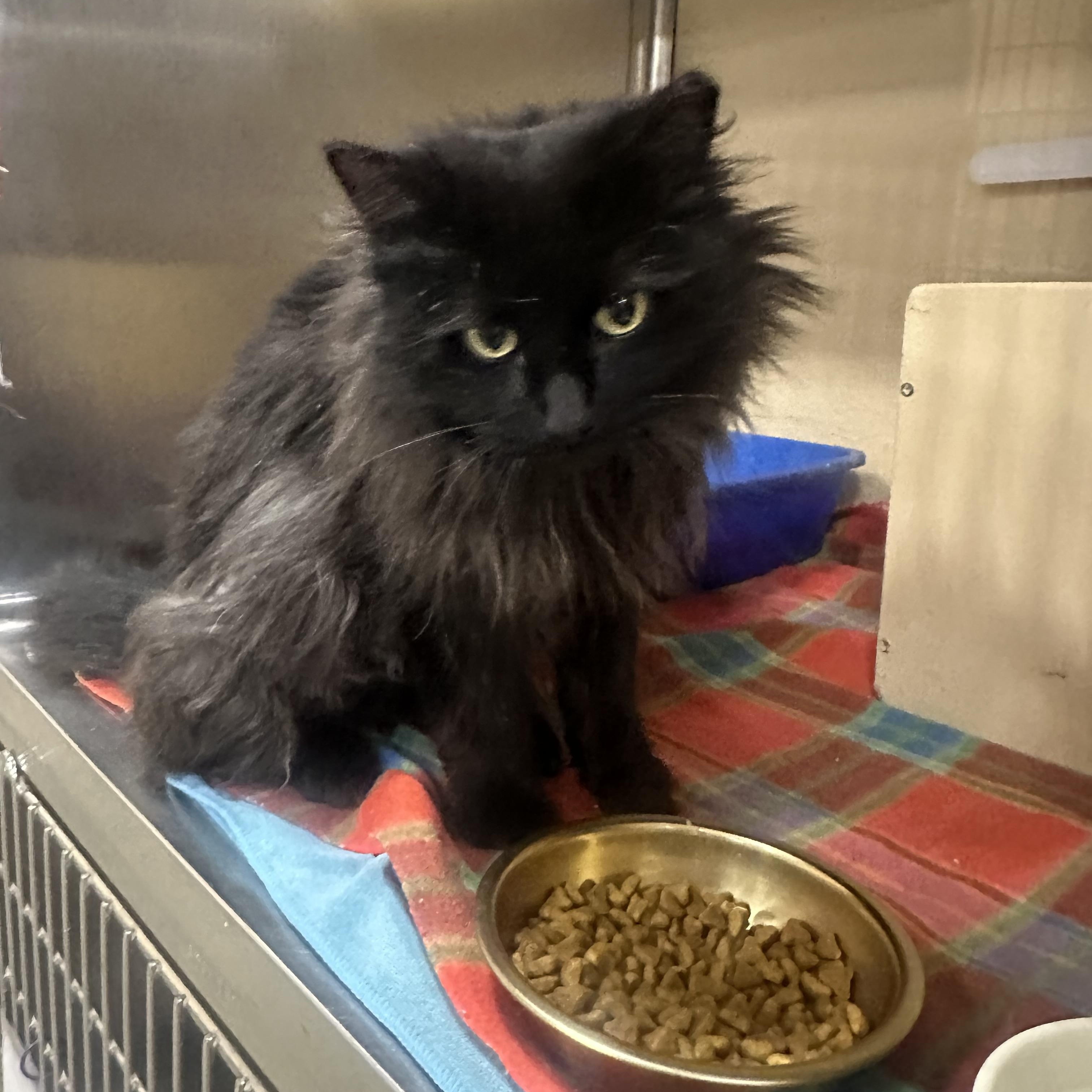 Enlarge Samantha, a ADOPTABLE Domestic Long Hair in Missoula, MT image 1/1