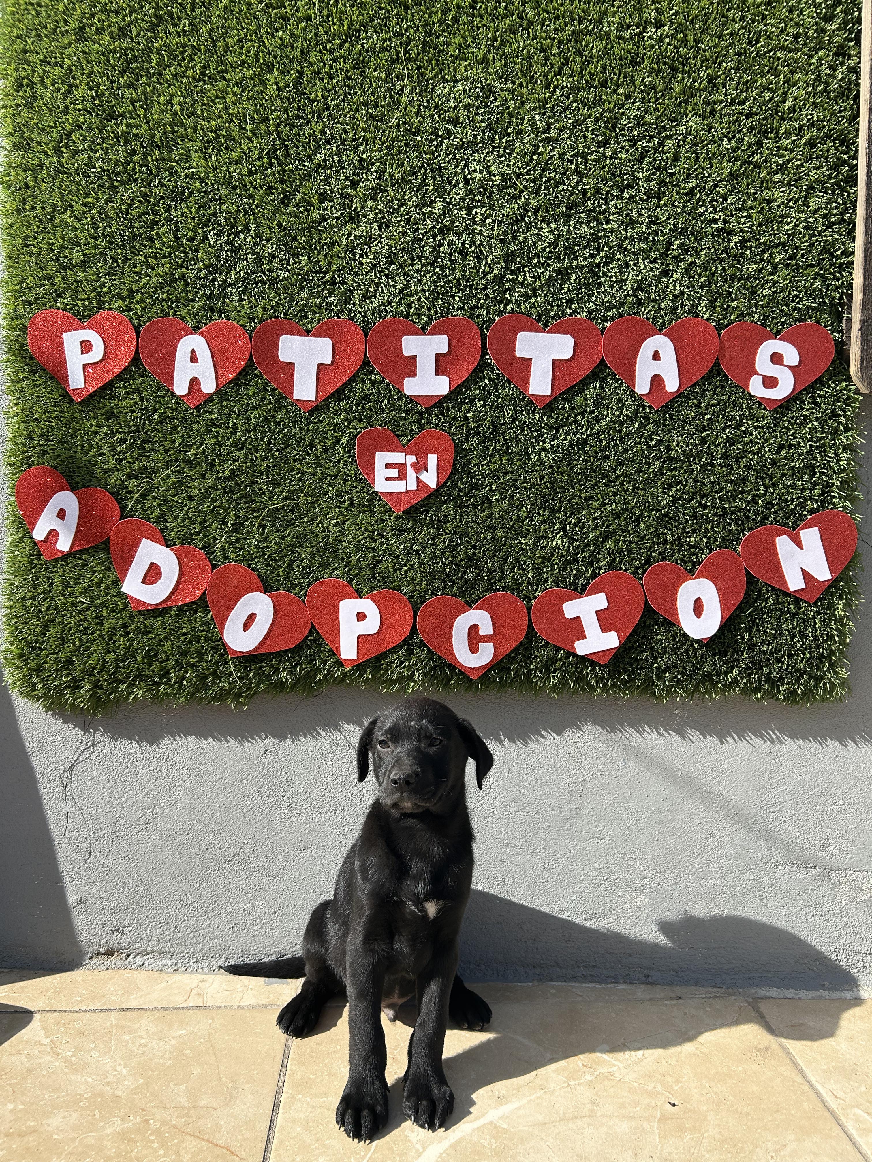 Enlarge Bean, a ADOPTABLE Black Labrador Retriever in Tijuana, BCN image 3/3
