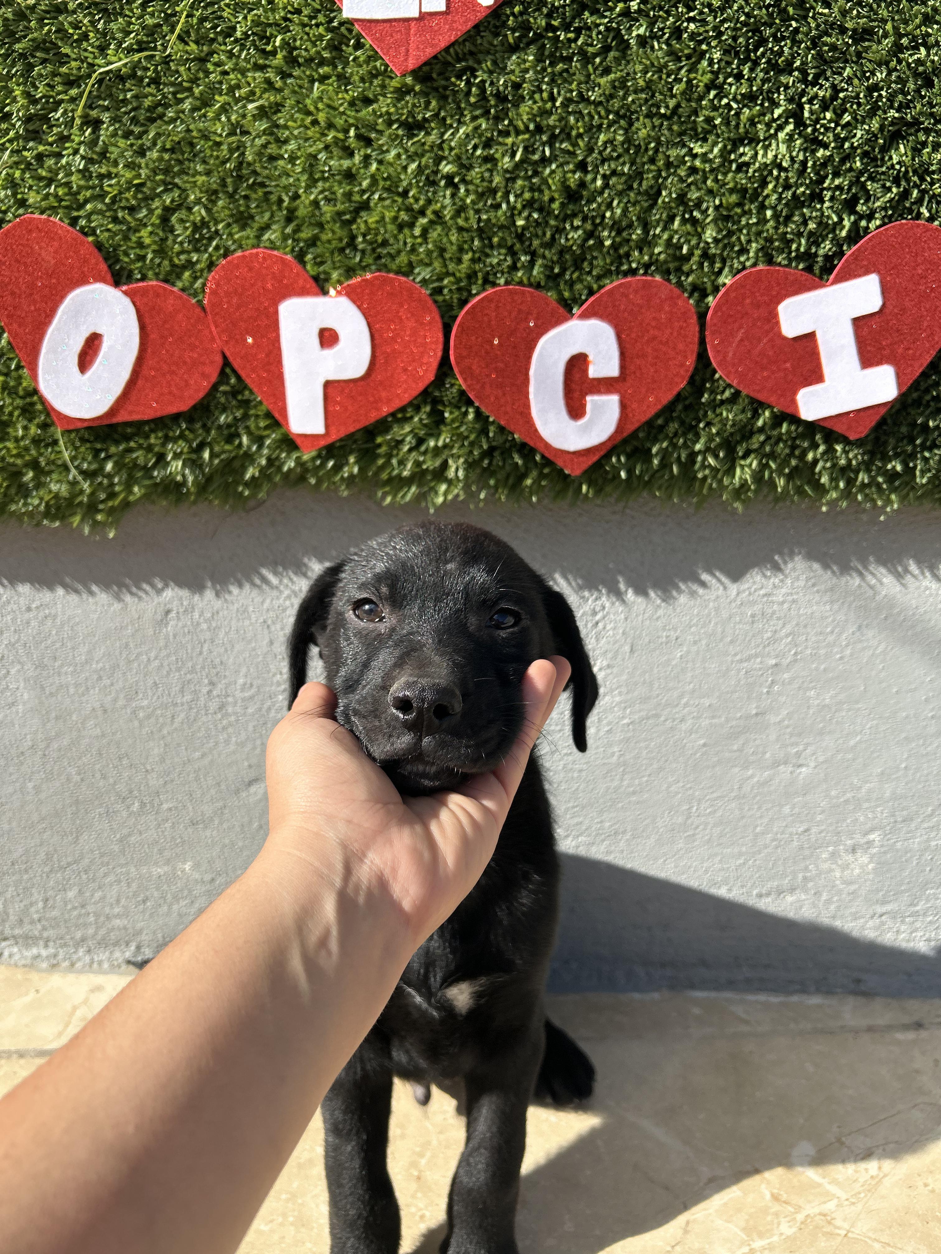 Enlarge Bean, a ADOPTABLE Black Labrador Retriever in Tijuana, BCN image 2/3