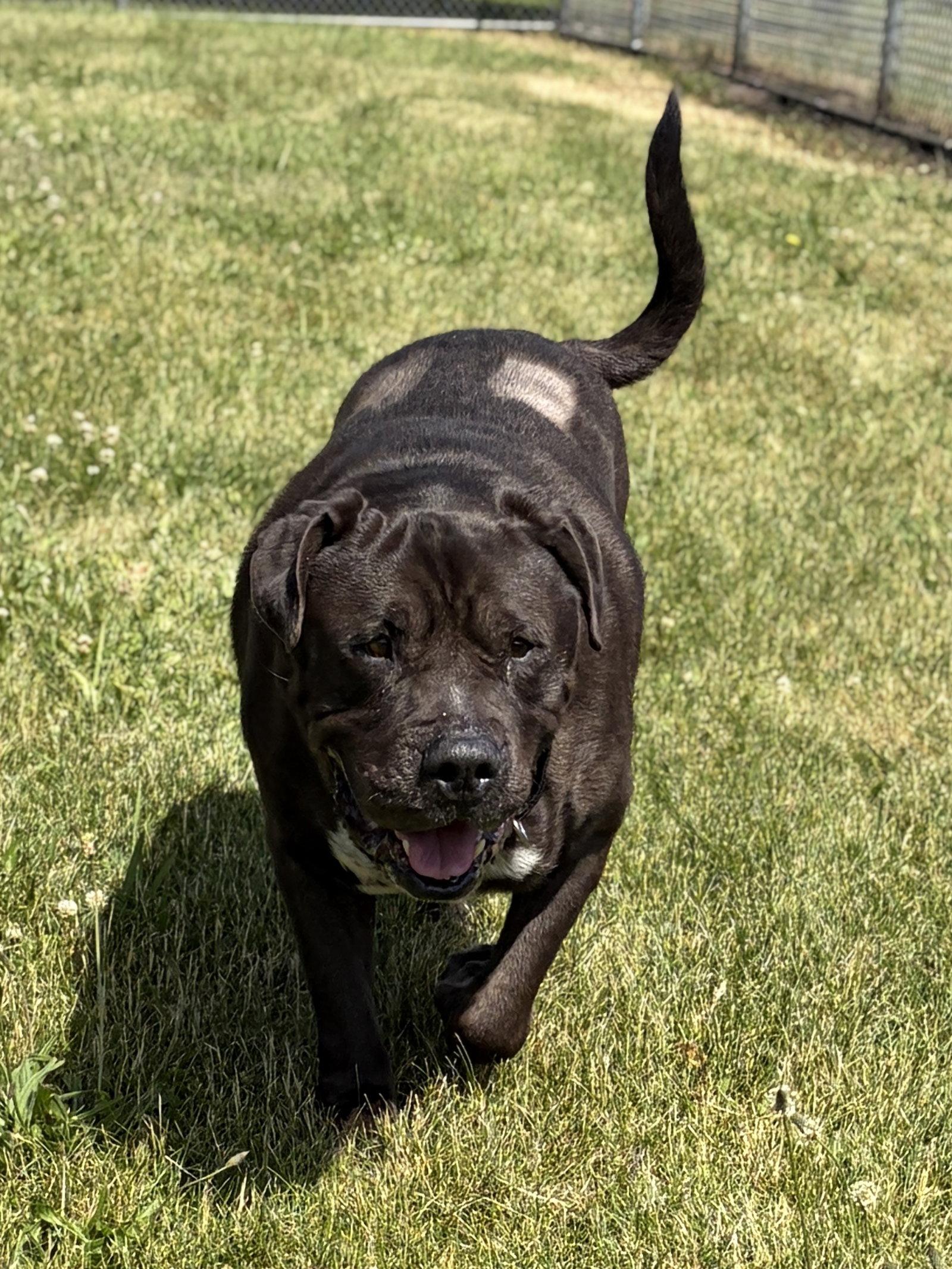 King - Adoption Fee Paid, a ADOPTABLE mixed breed in Jefferson, WI image 4/5