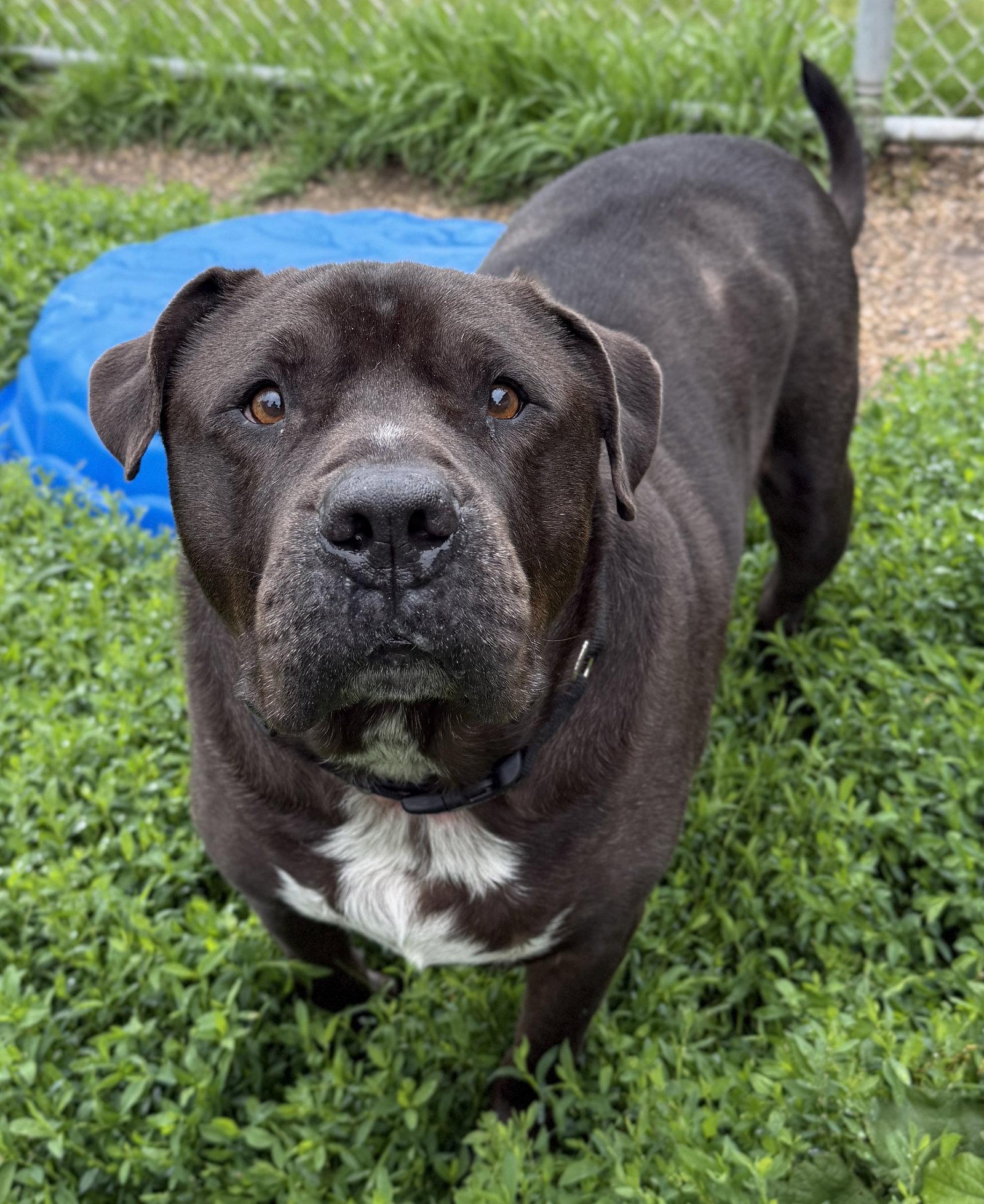 King - Adoption Fee Paid, a ADOPTABLE mixed breed in Jefferson, WI image 5/5