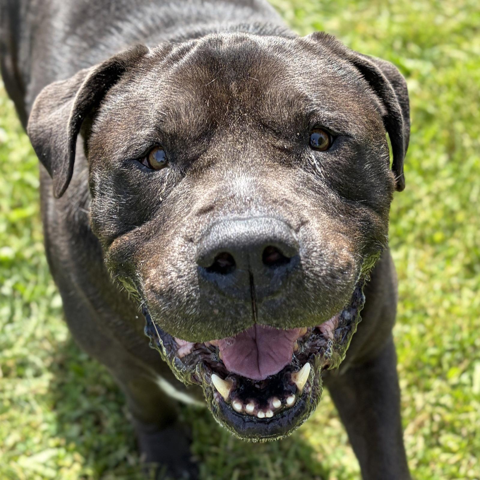 King - Adoption Fee Paid, a ADOPTABLE mixed breed in Jefferson, WI image 2/5