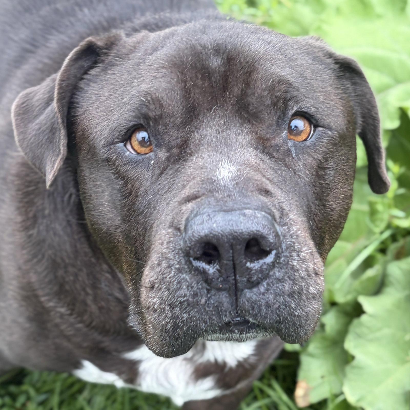King - Adoption Fee Paid, ADOPTABLE, Adult Male Mastiff.