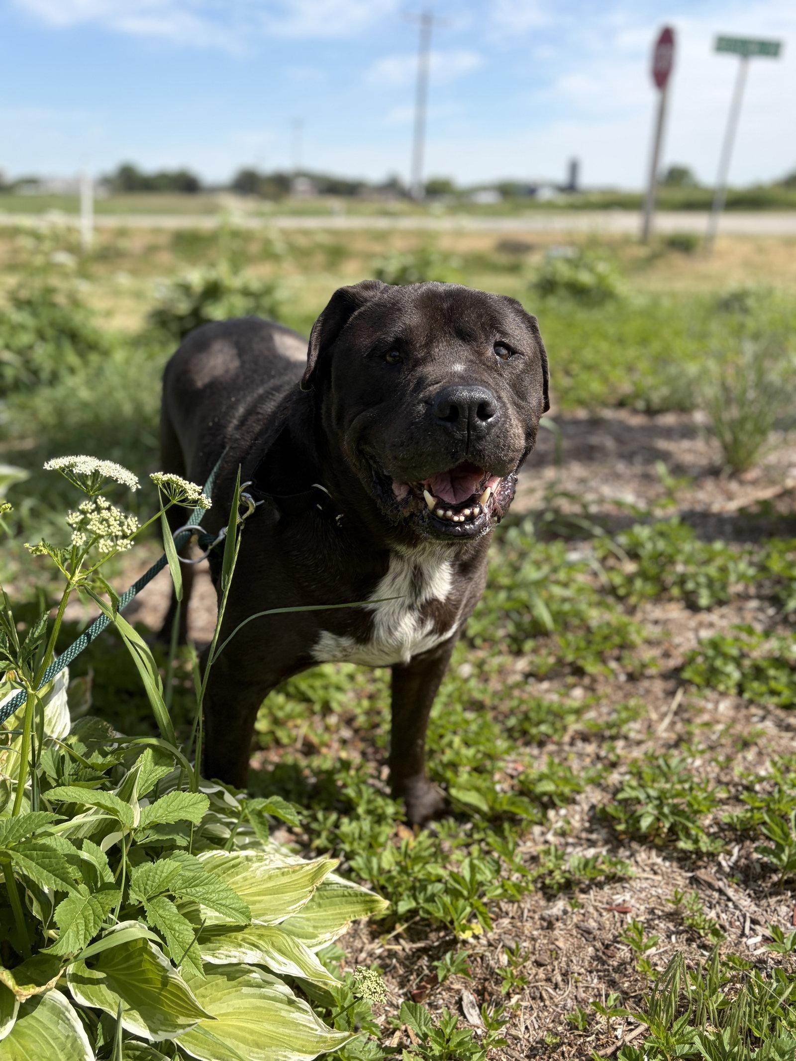 King - Adoption Fee Paid, a ADOPTABLE mixed breed in Jefferson, WI image 3/5