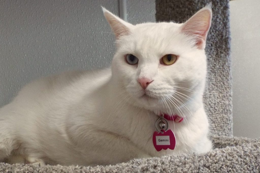 Enlarge Gemini--Senior Gentleman Available with Vet Care Support for Life!, a Adoptable Domestic Short Hair in Green Valley, AZ image 1/12