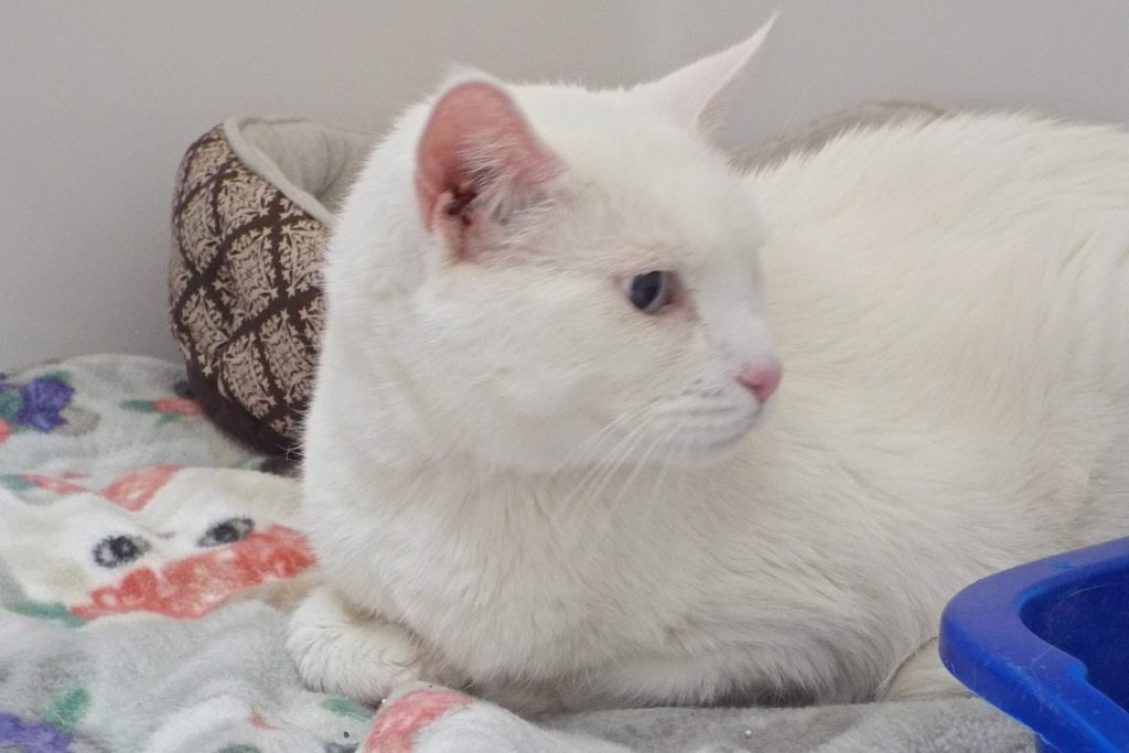 Enlarge Gemini--Senior Gentleman Available with Vet Care Support for Life!, a Adoptable Domestic Short Hair in Green Valley, AZ image 2/12