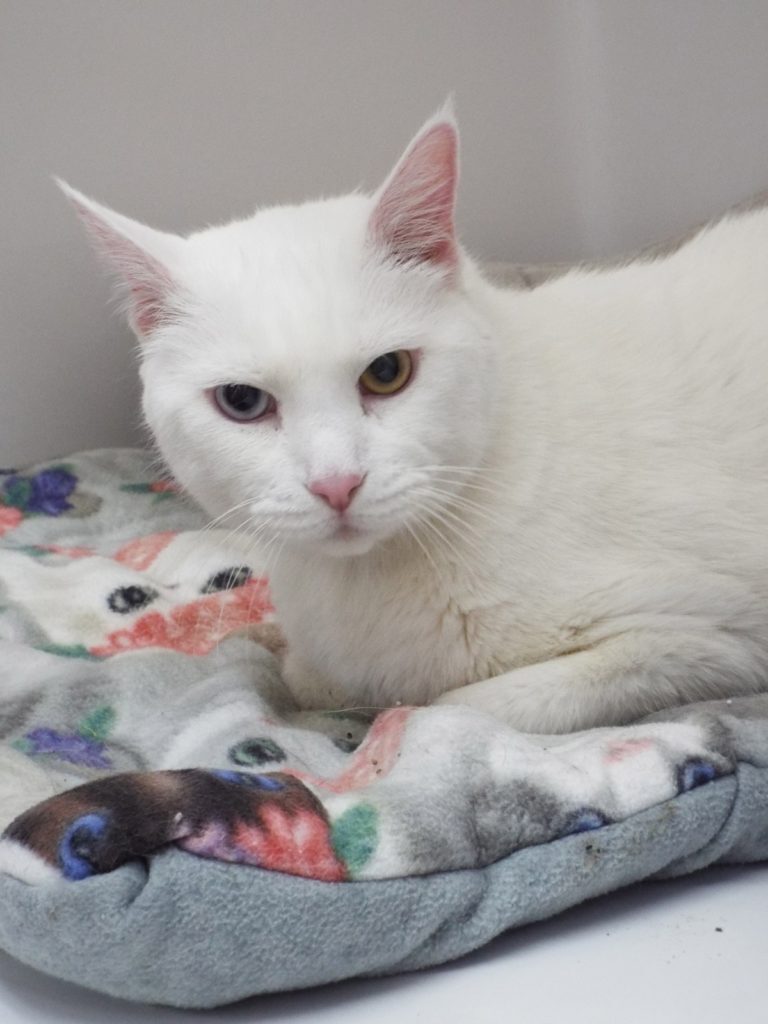 Enlarge Gemini--Senior Gentleman Available with Vet Care Support for Life!, a Adoptable Domestic Short Hair in Green Valley, AZ image 3/12